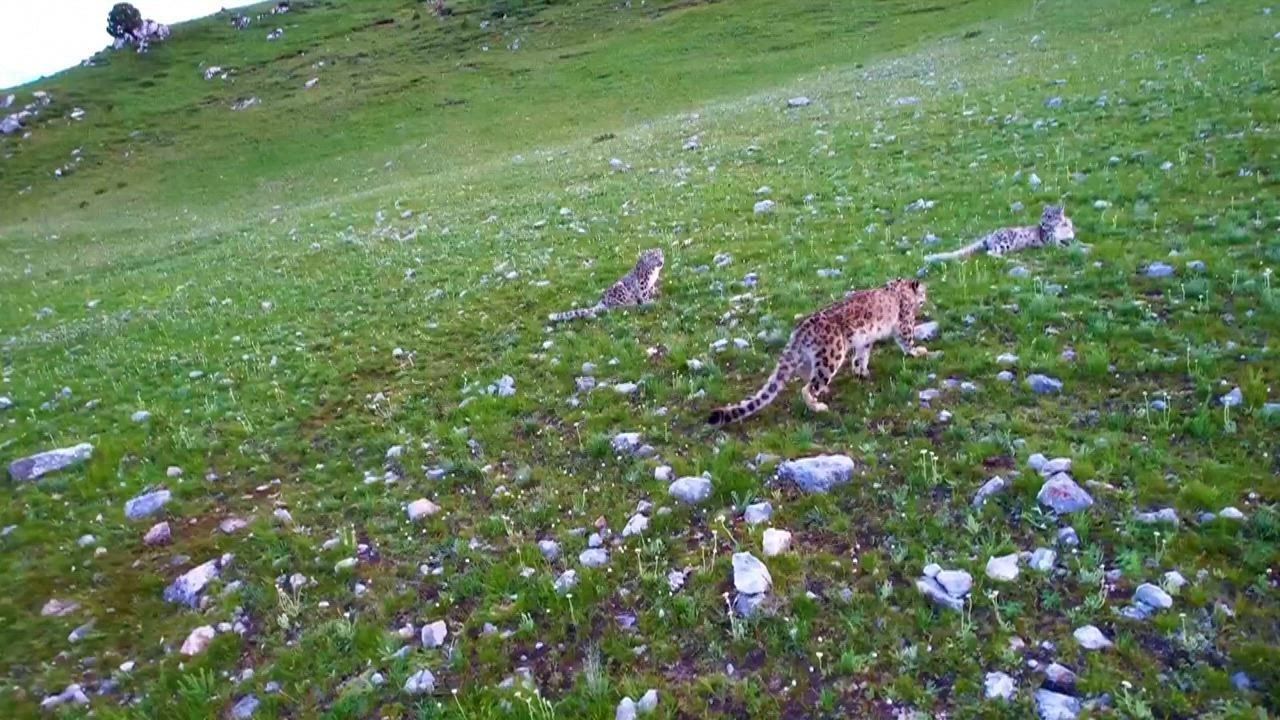 Video: China: Vierköpfige Familie von Schneeleoparden gemeinsam in Qinghai gesichtet