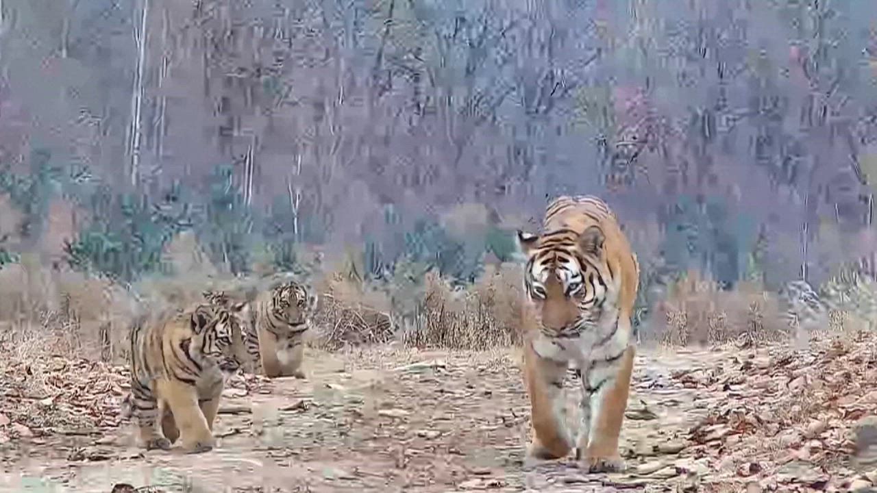 Video: China: Seltener Fall einer Revierübergabe von einer Amurtigerin an ihre Jungen in chinesischem Nationalpark dokumentiert