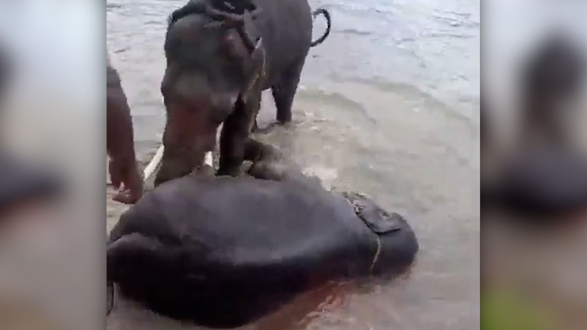 Video: Tiere gehen aufeinander los: Frau stirbt bei Elefanten-Zwischenfall in indischem Reservat