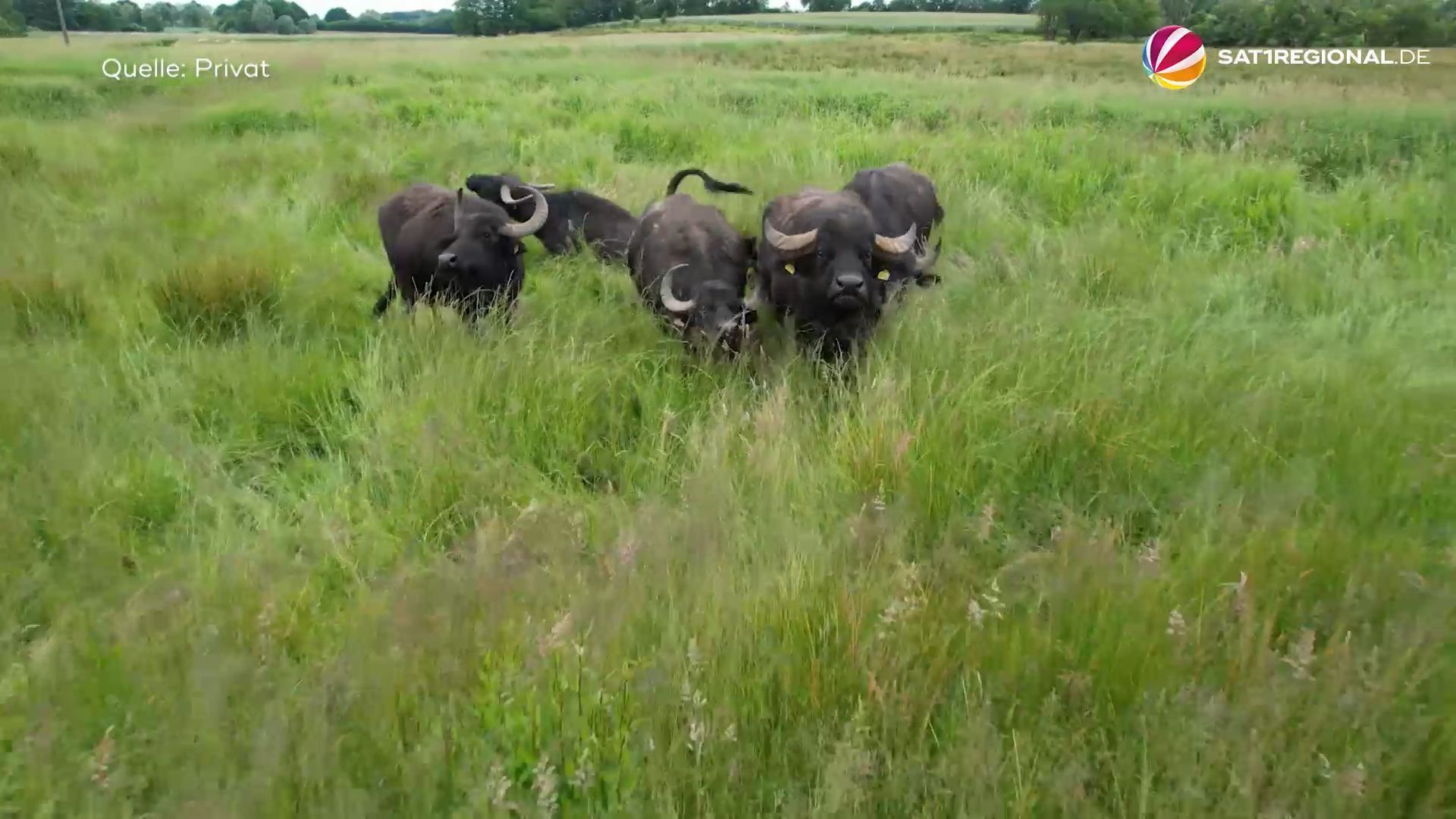 Deshalb heißt der Wasserbüffel Wasserbüffel