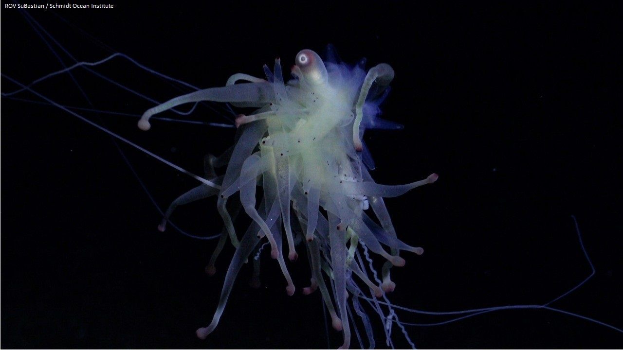 "Fliegendes Spaghettimonster": Forscher entdecken neue Meeres-Spezies