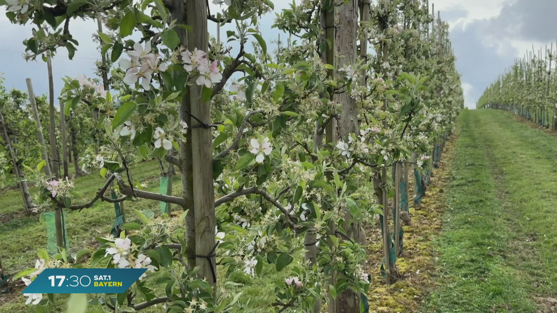 Kälteschock in Bayern: Sorgen um die Obst-Ernte