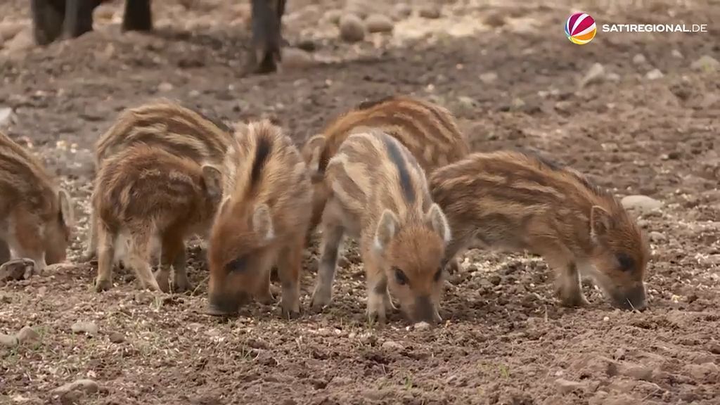 „Frischlingsfest“: Niedlicher Nachwuchs bei Wildschweinen und Uhus im Erlebniswald