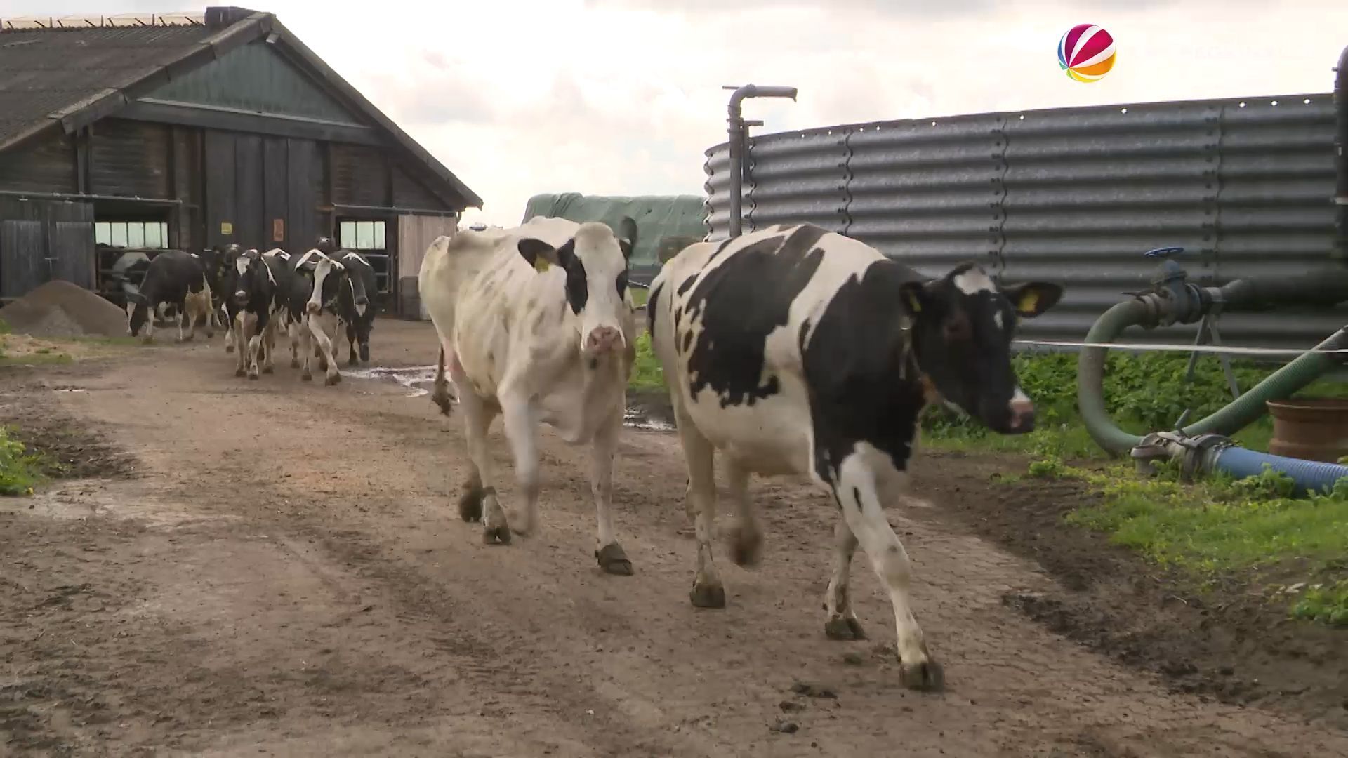 Weideaustrieb im Kreis Segeberg