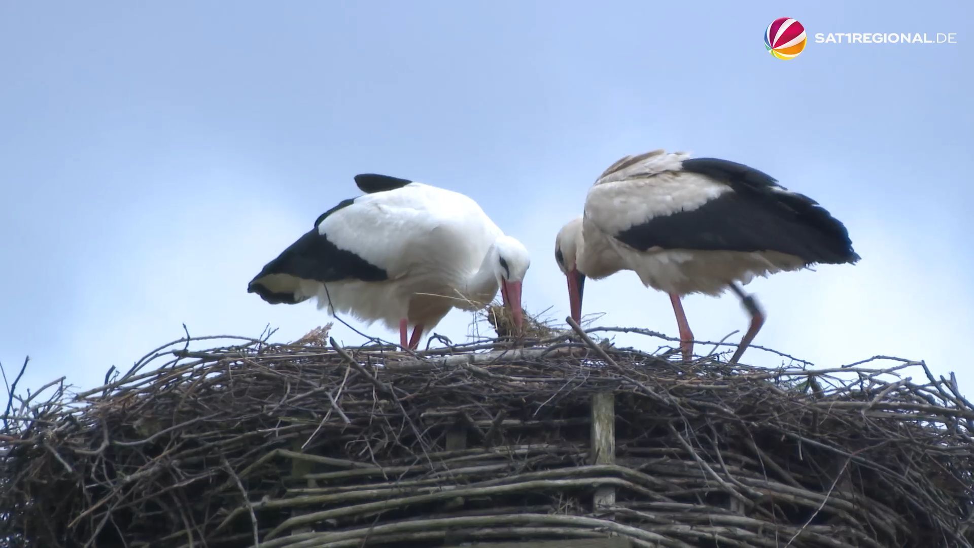 Dos polluelos en el nido: simpáticas crías entre las cigüeñas