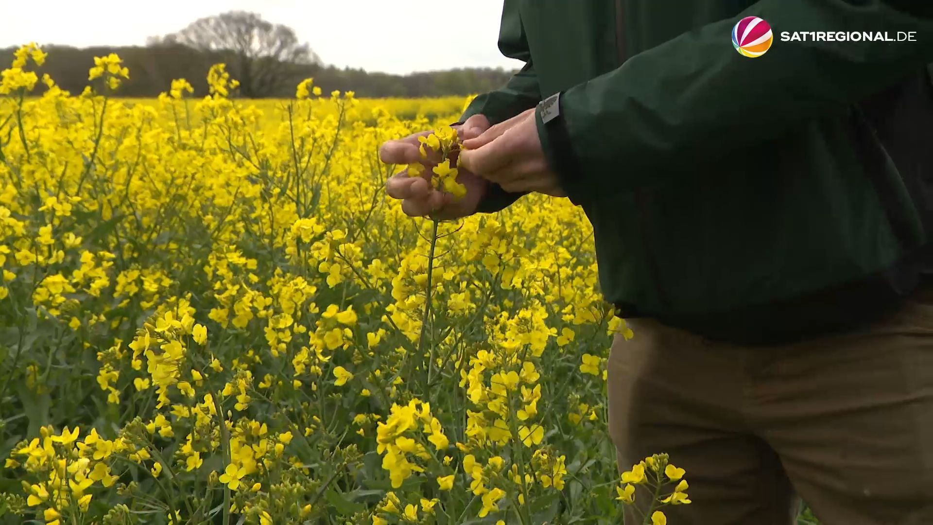 Raps blüht früher als sonst: Welche Folgen hat das für die Landwirtschaft?