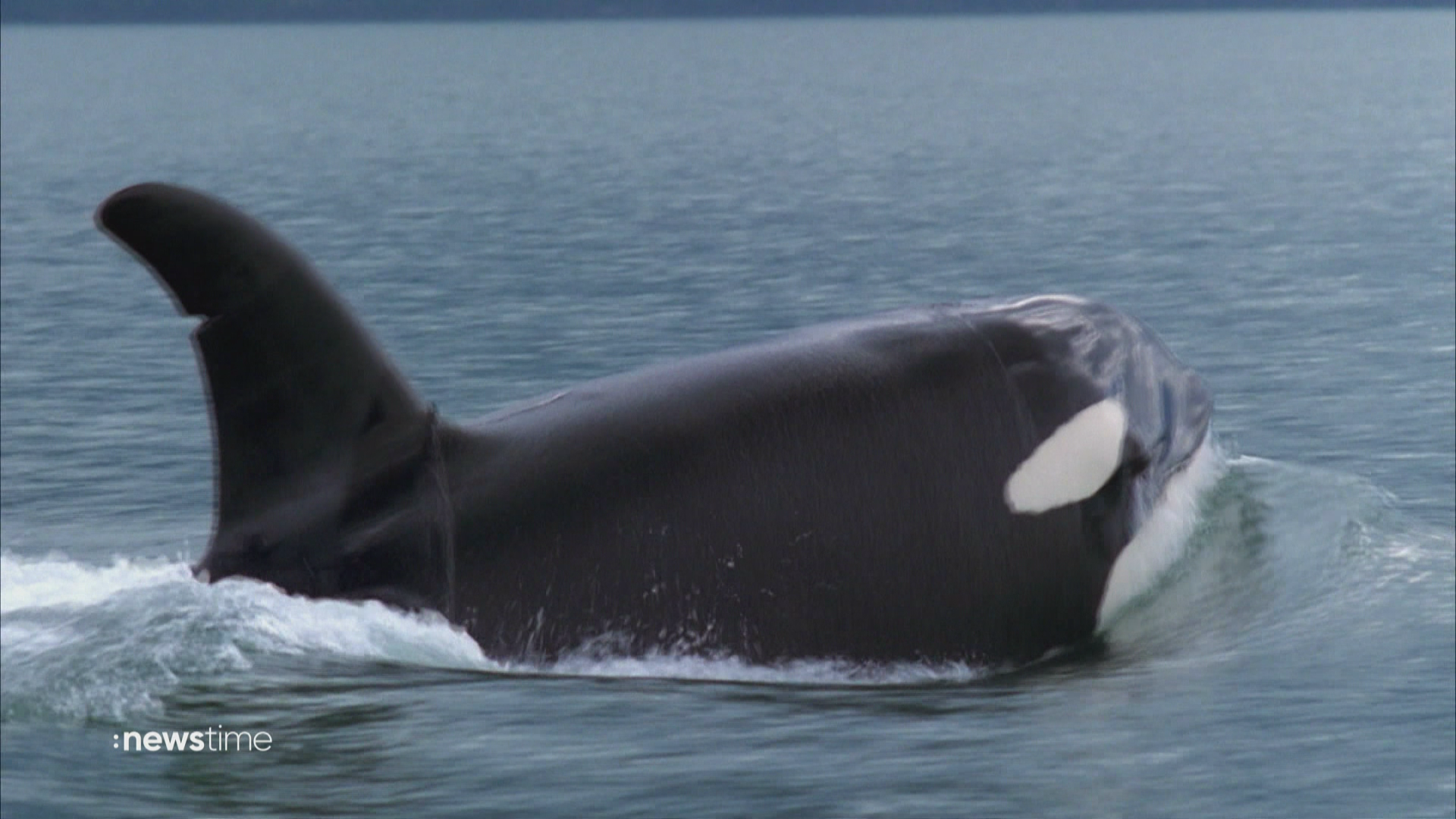 Orcas versenken 15 Meter-Jacht