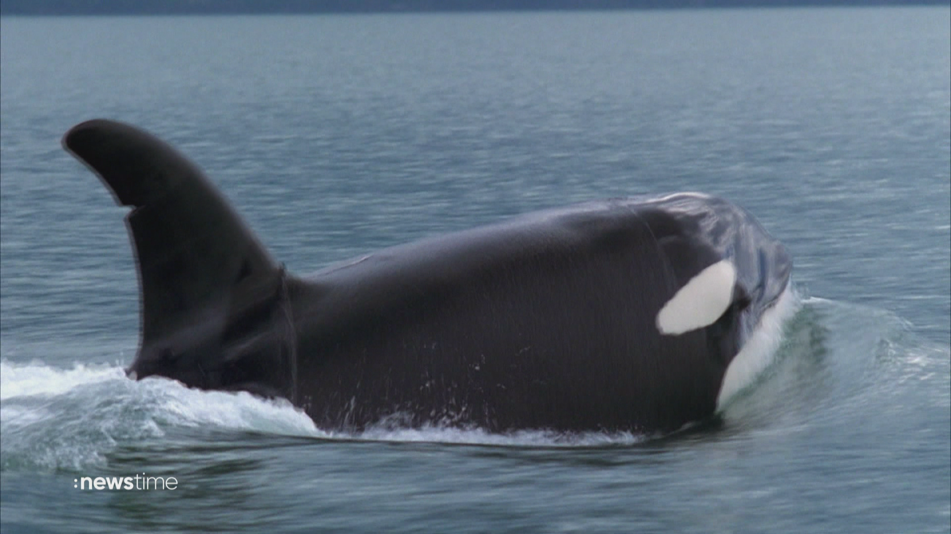 Orcas versenken 15 Meter-Jacht  