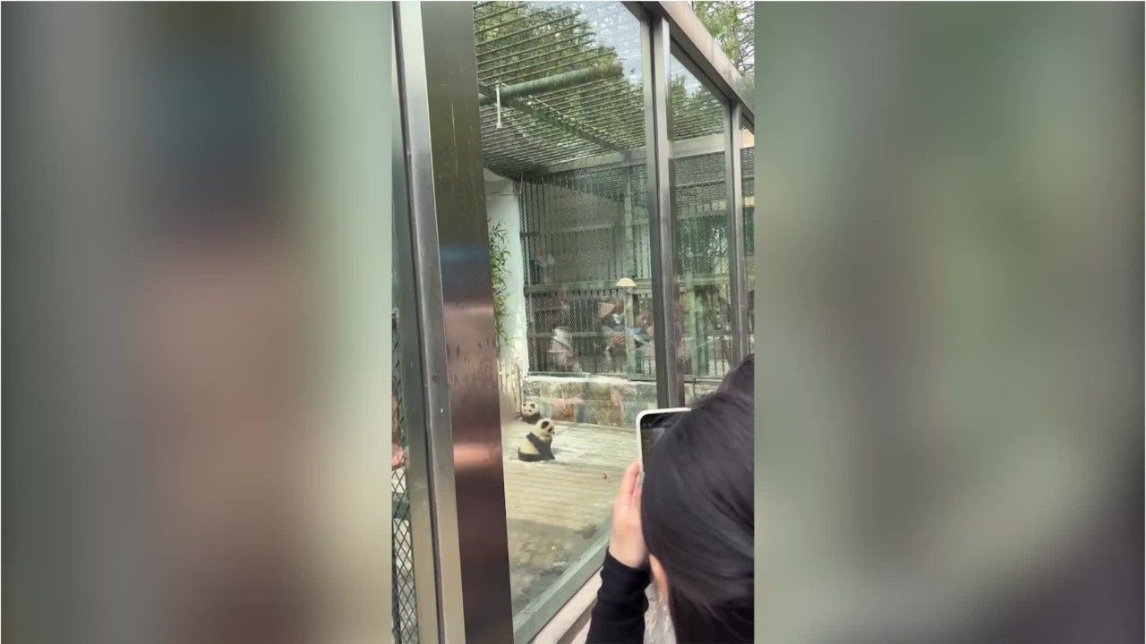 Zoo färbt Hunde-Welpen und gibt sie als Pandas aus