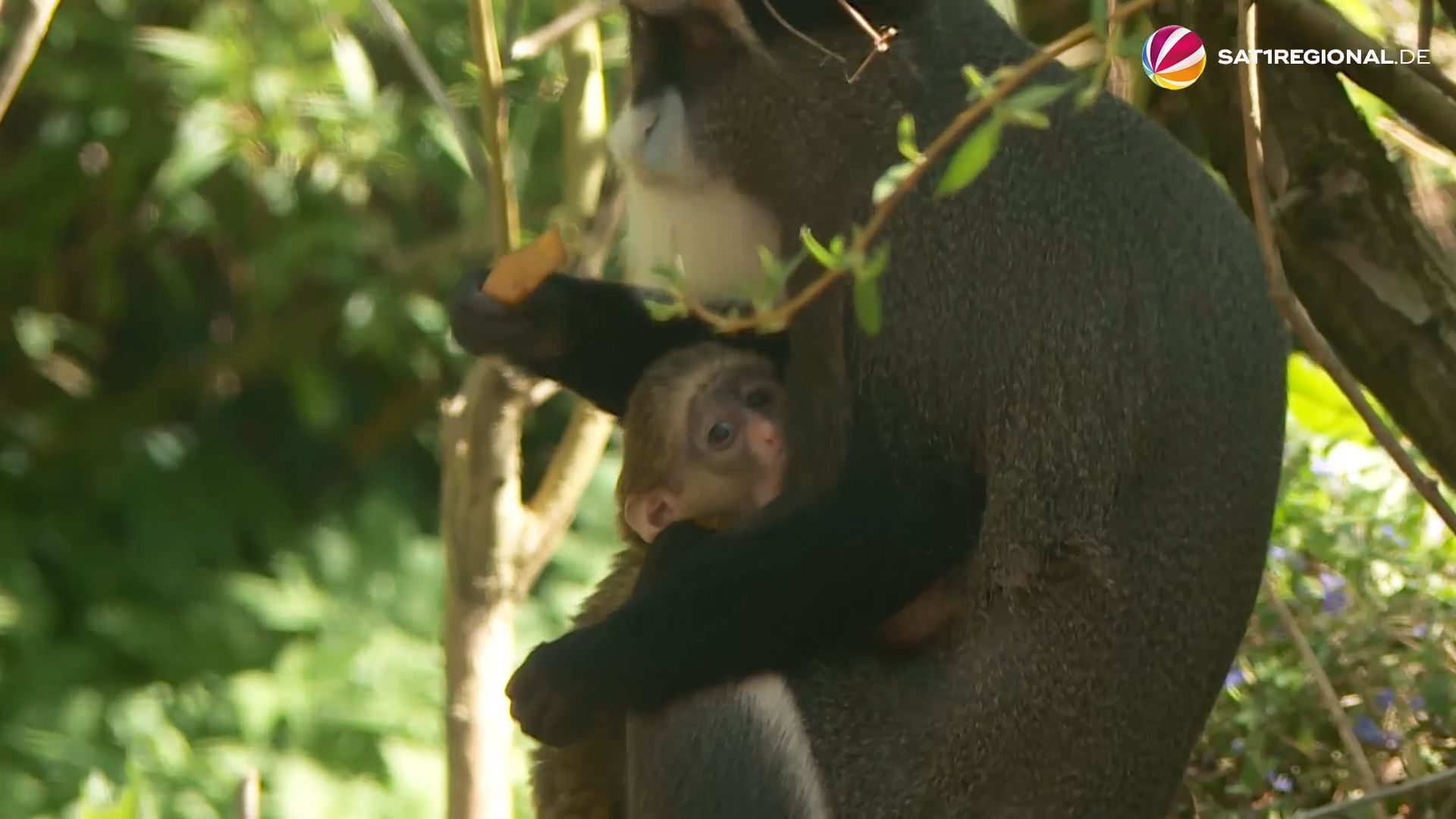 Süßes Baby: Affen-Nachwuchs im Zoo Hannover