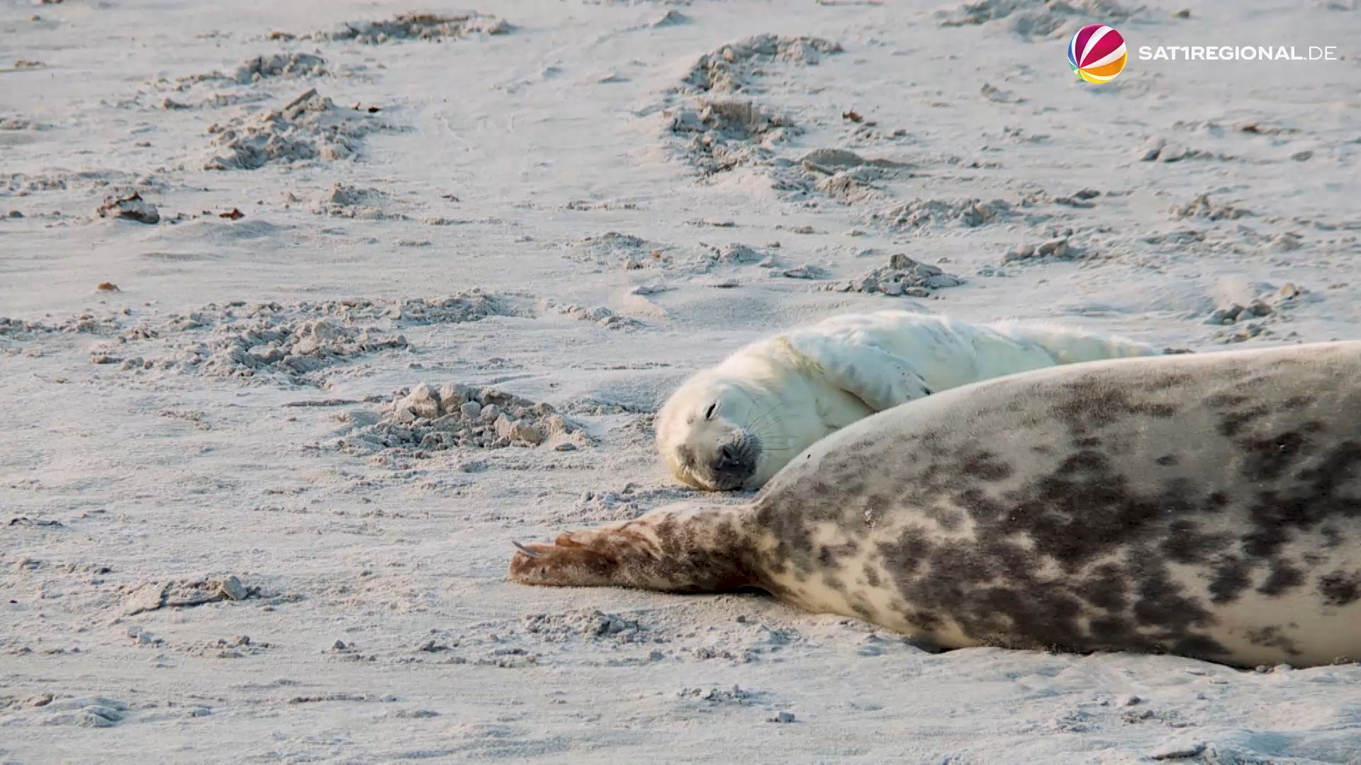 Deutlich mehr Kegelrobben auf Helgoland als im Vorjahr