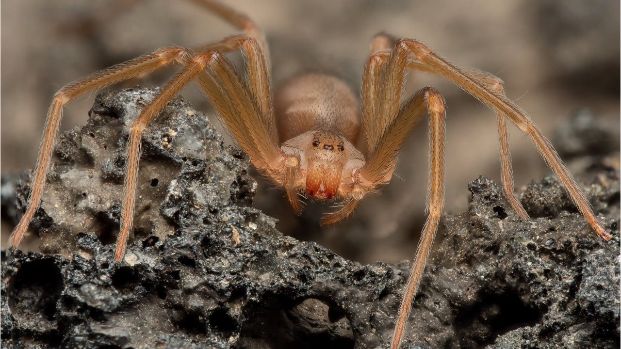 Biss kann tödlich sein: Violinspinne breitet sich in Europa aus