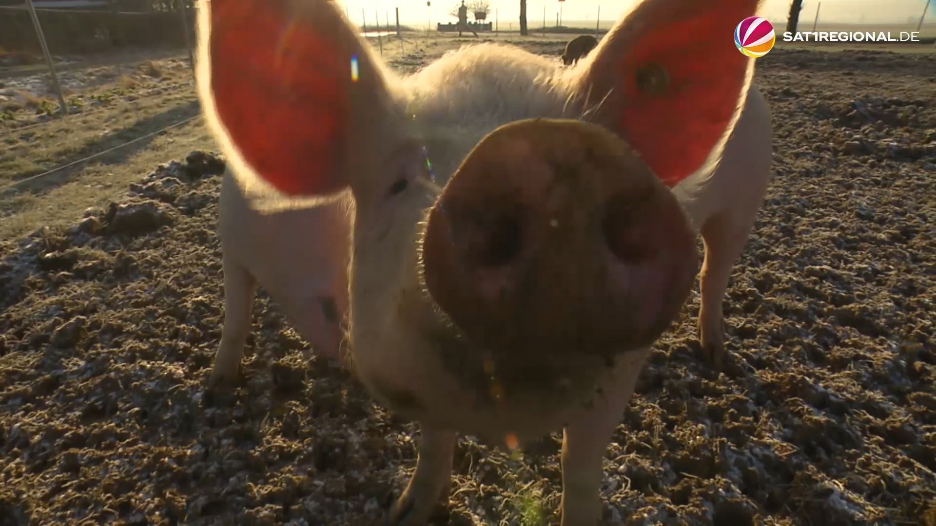 Schweinemobil: Alternative Haltungsform artgerechter für Tiere?