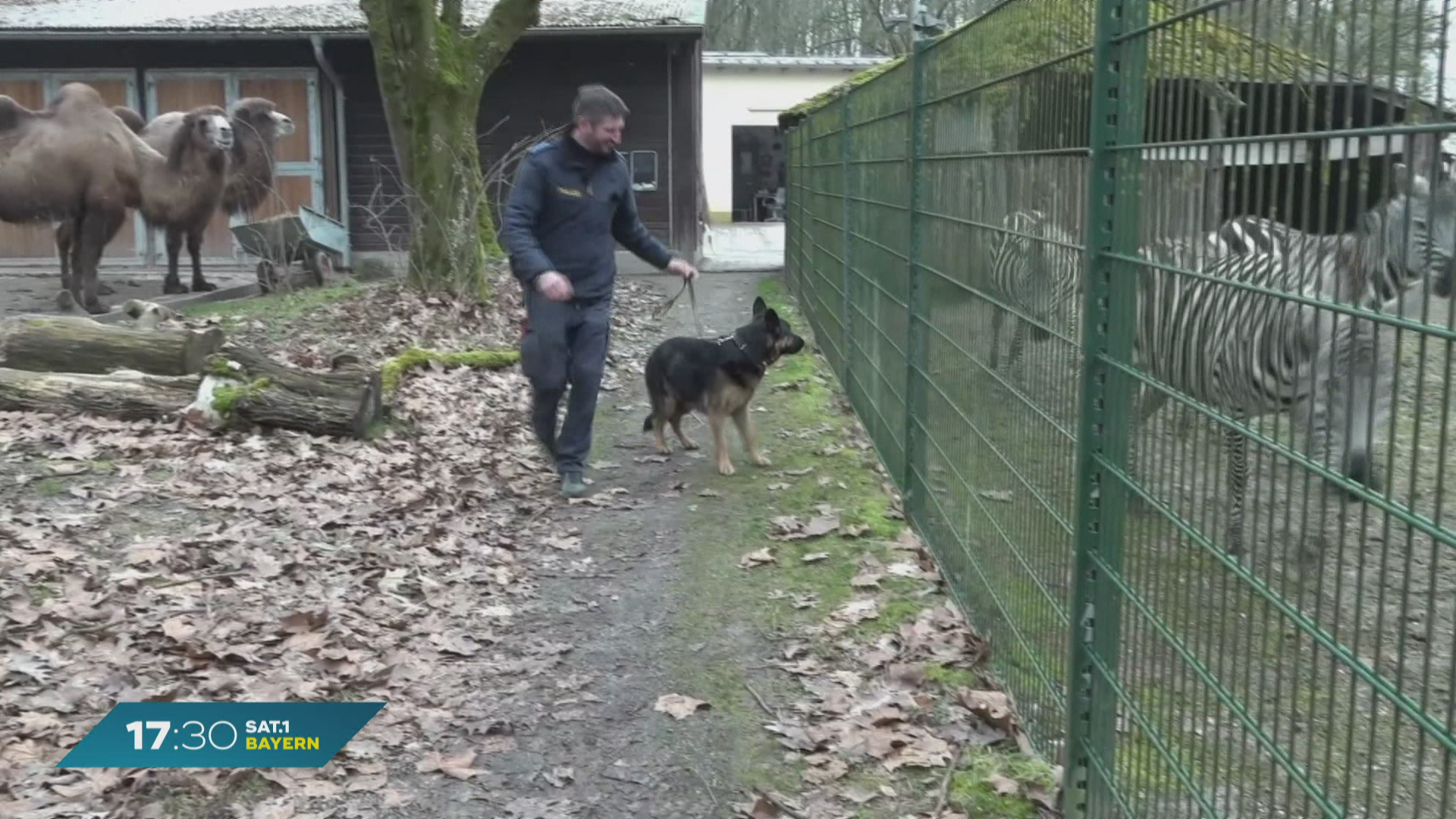 Sprengstoff-Suche im Löwenkäfig? Polizeisuchhunde im Straubinger Tierpark