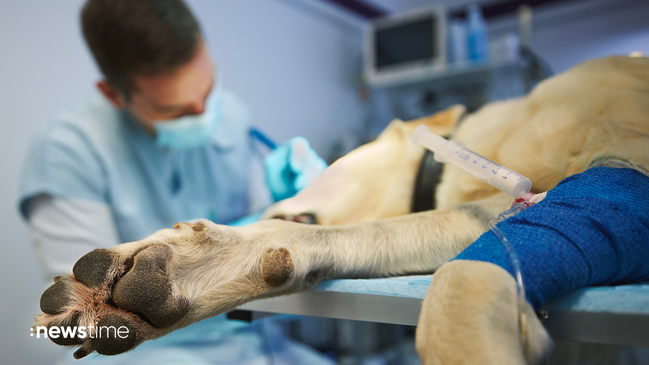 Bis zu 300 Prozent: Gebührenordnung für Tierärzte sorgt für Kostenexplosion - Video