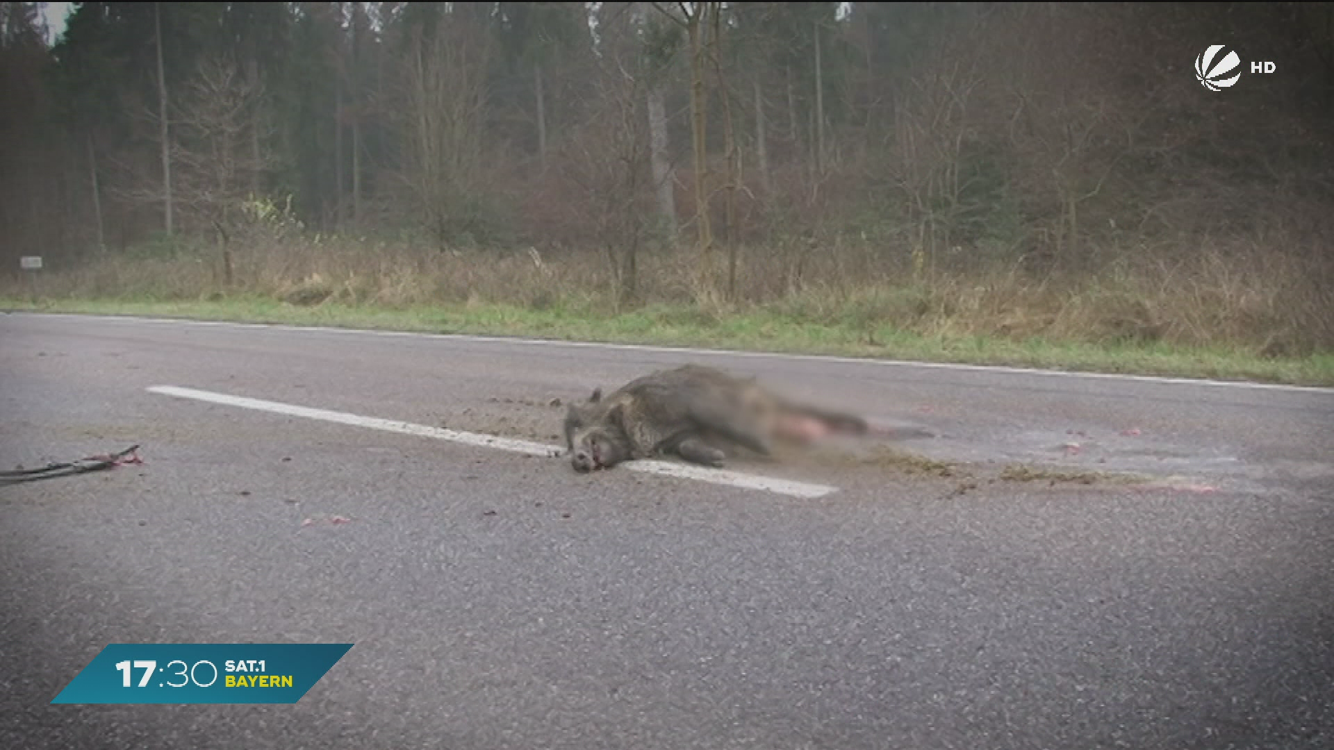 Wildtiere auf den Straßen: Erhöhtes Unfallrisiko in Bayern