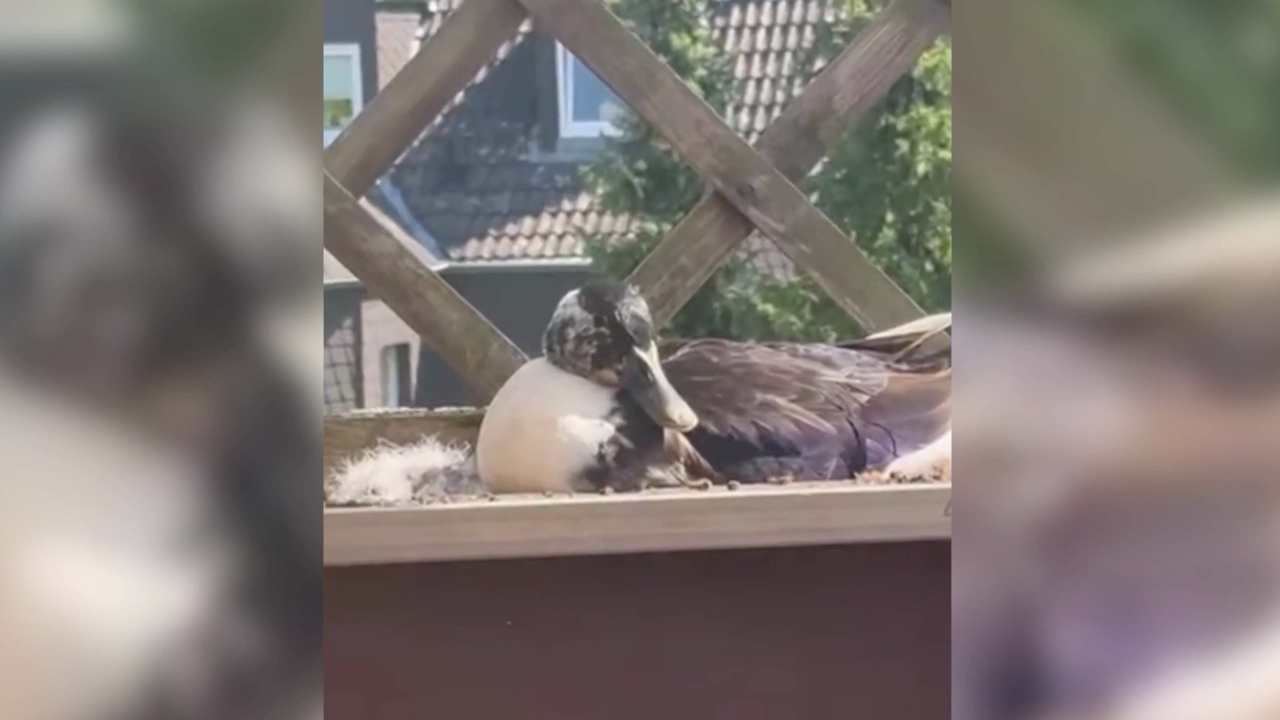 Video: Entenfamilie brütet im Blumenkasten: Urlaub auf Balkonien