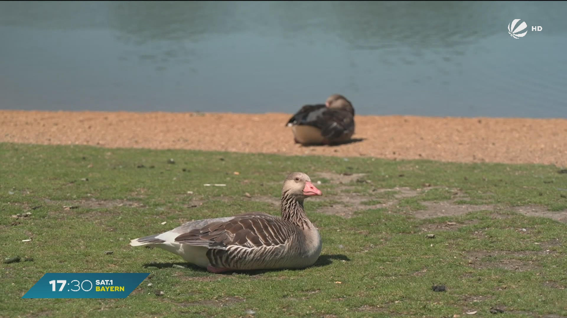 Video: Gänse-Problem in Bayern? So bekämpft Nürnberg die Plage