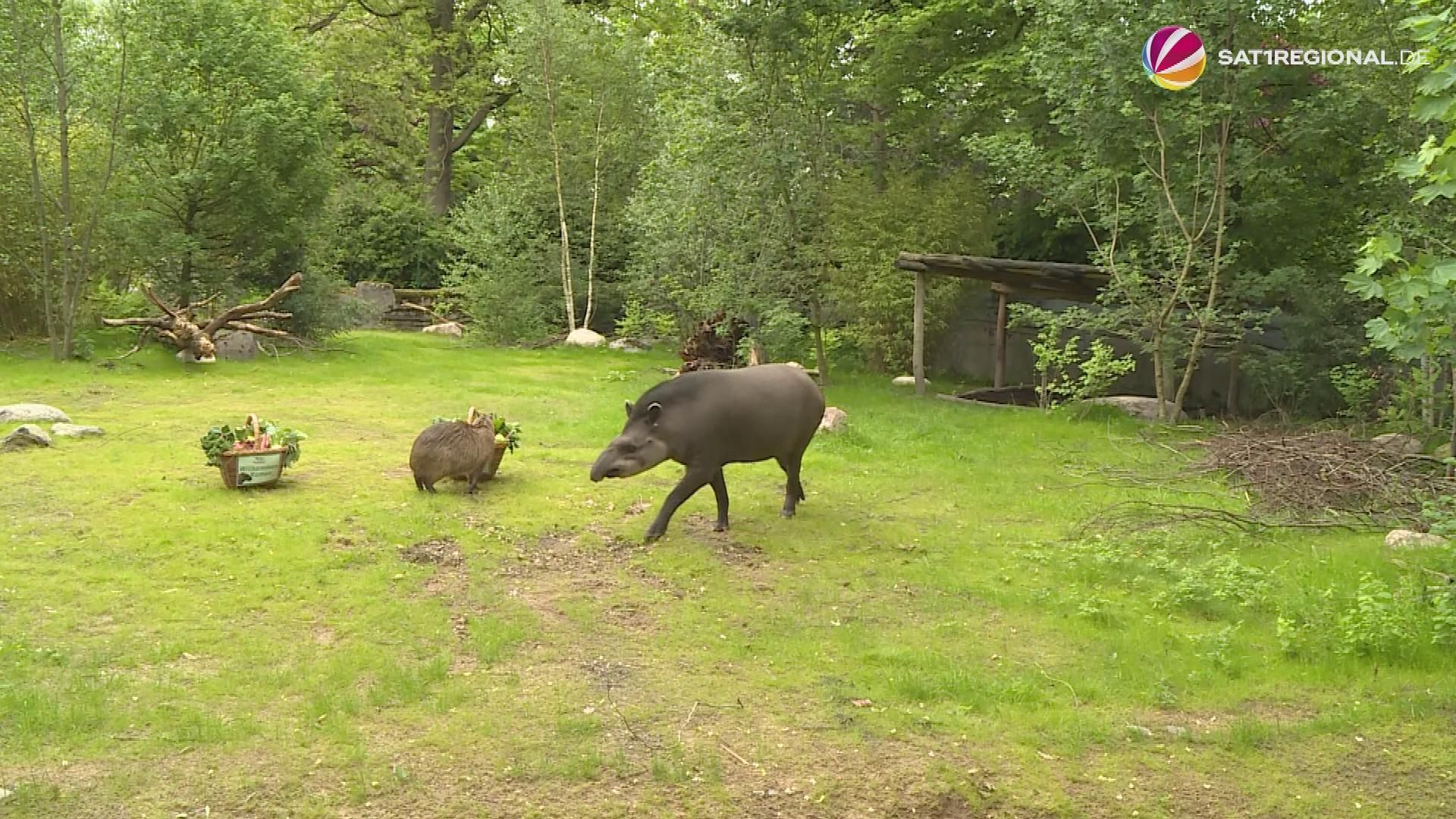 Tierpark Hagenbeck: Tapir and Capybaras explore their new enclosure