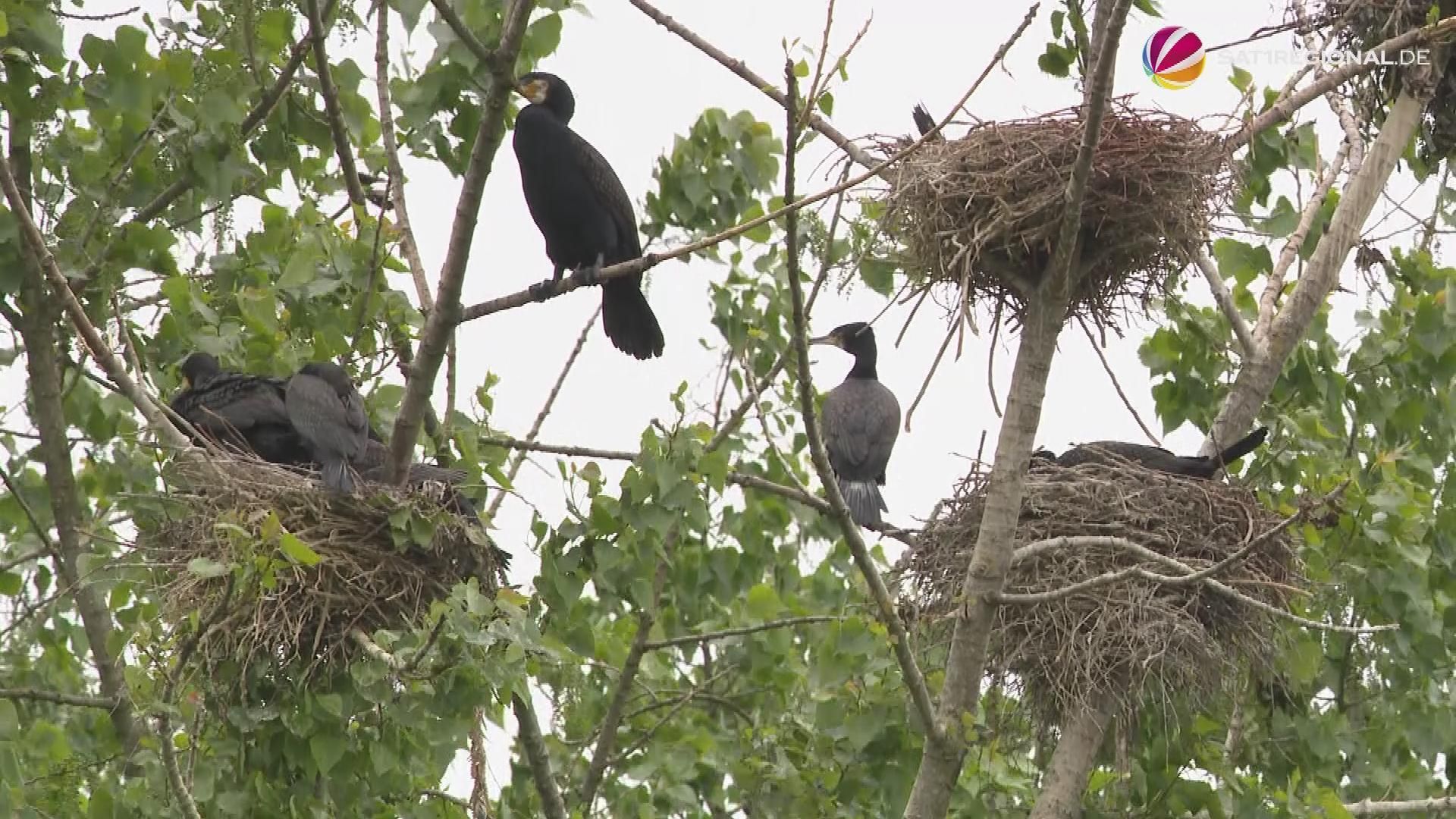 Cormorants: Largest colony in northern Germany lives in Hamburg