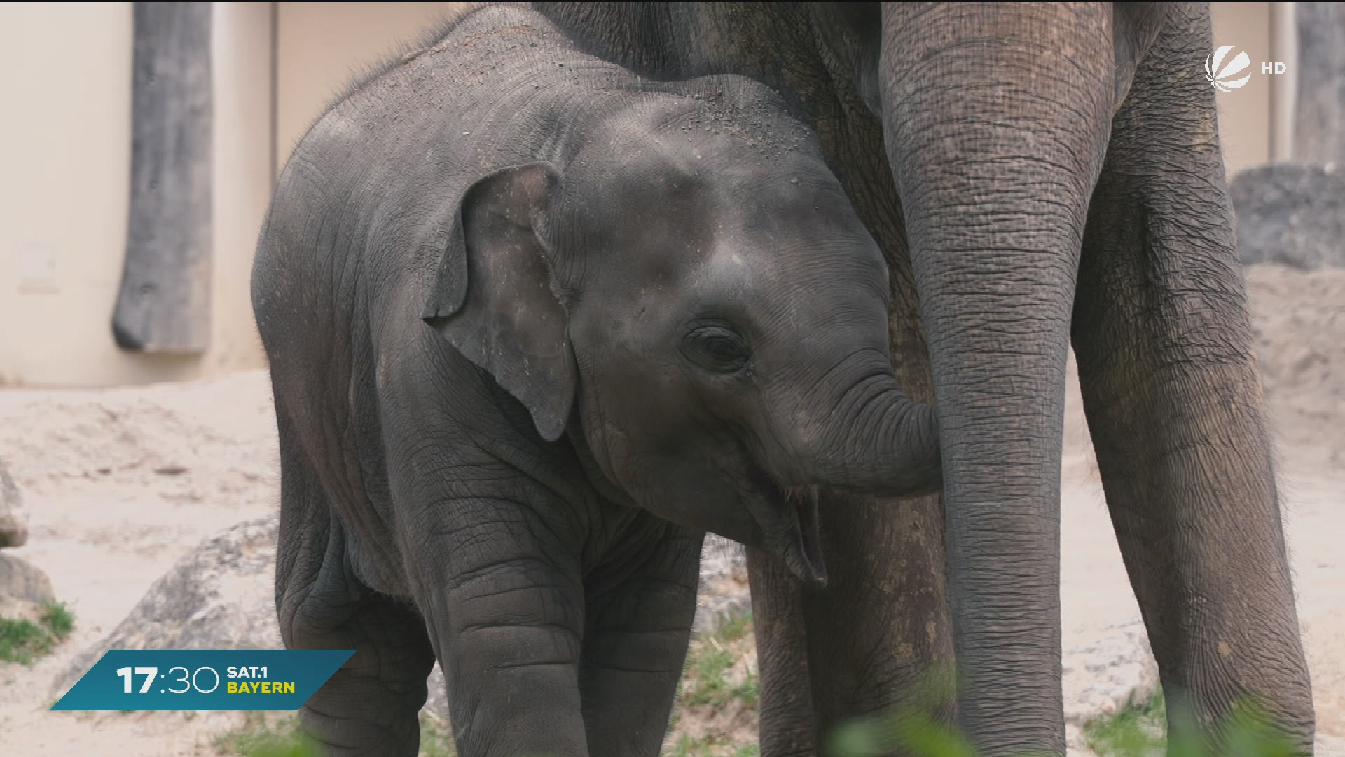 Elefanten-Transport zum Tierpark: Savani und Rani ziehen nach Hellabrunn