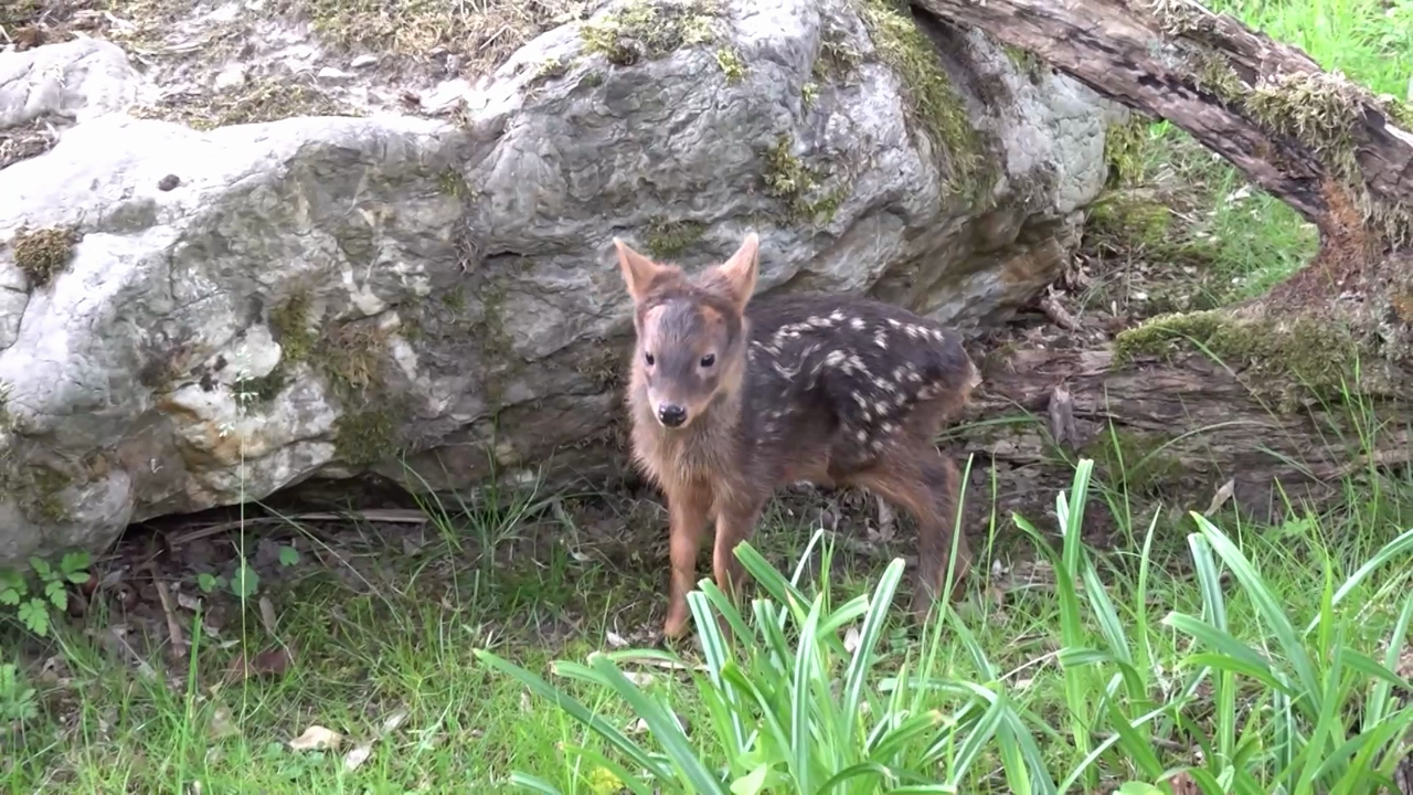 Video: Doppeltes Pudu-Wunder im Kölner Zoo: Winzige Zwerghirsche bezaubern