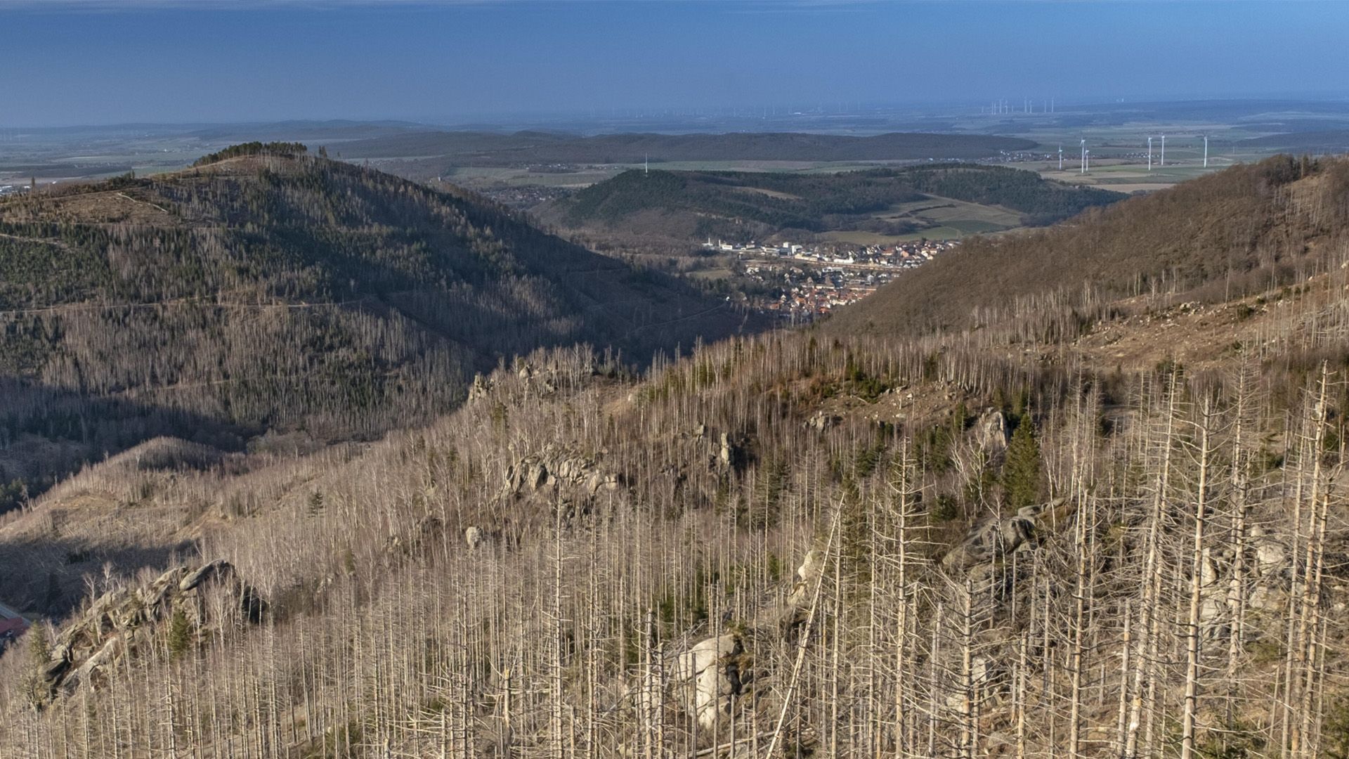 Wald in Gefahr: Alarmierende Zustände