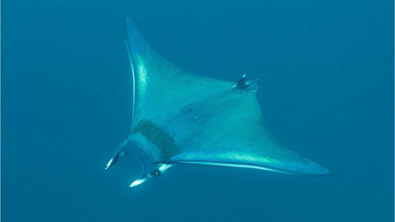 Mantarochen-Alarm auf Mallorca