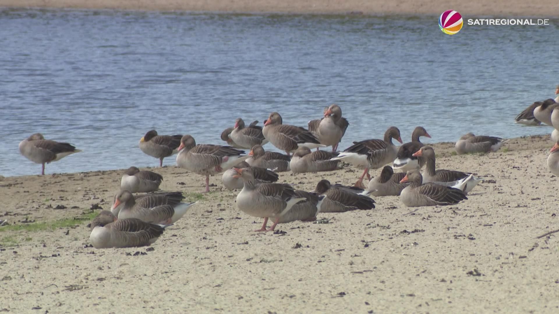Hundreds of geese dirty beach at Allersee: City takes new measure