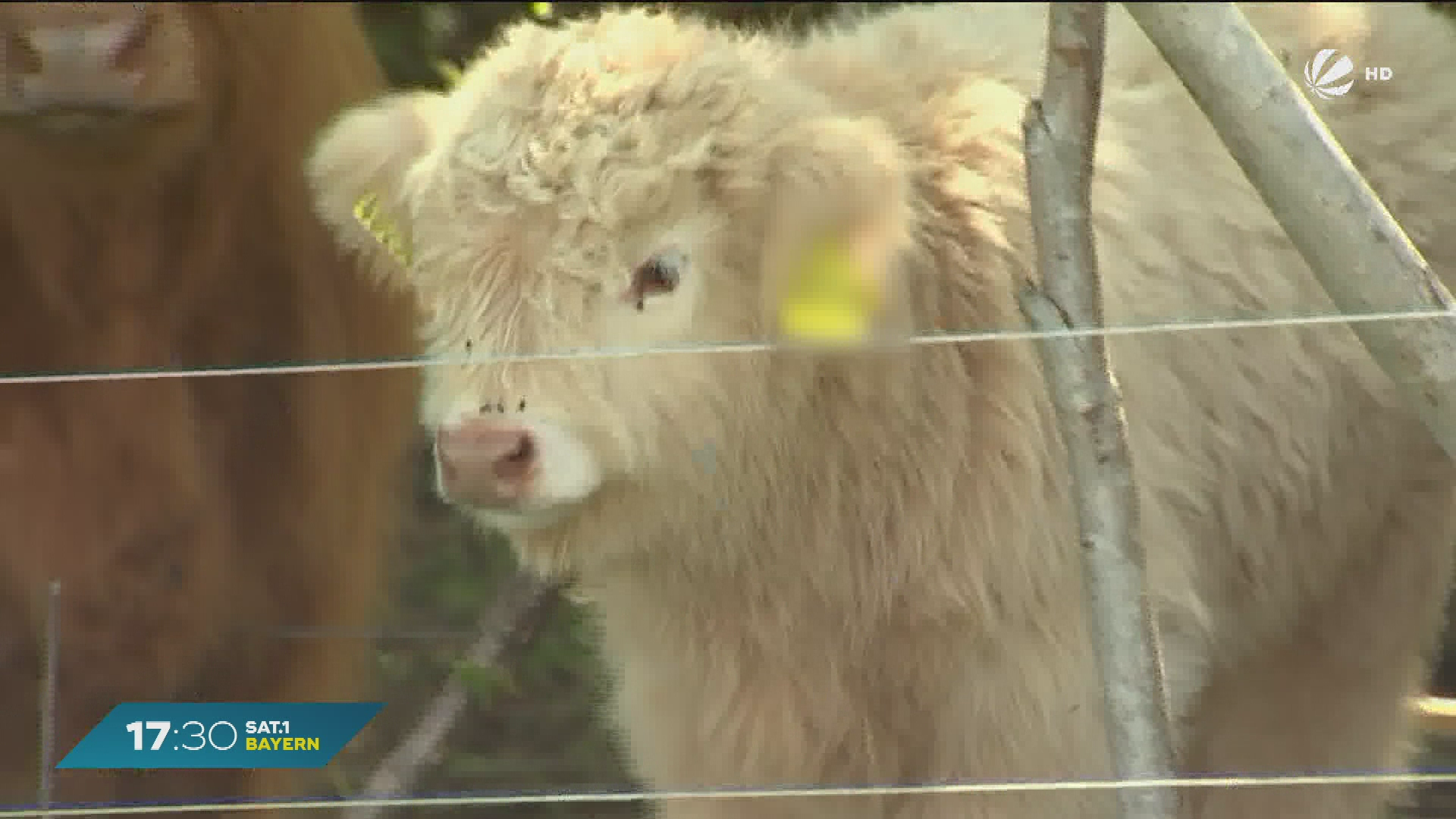 Video: Tierische Trassenpflege für sichere Stromleitungen: Kälbchen Moritz im Einsatz