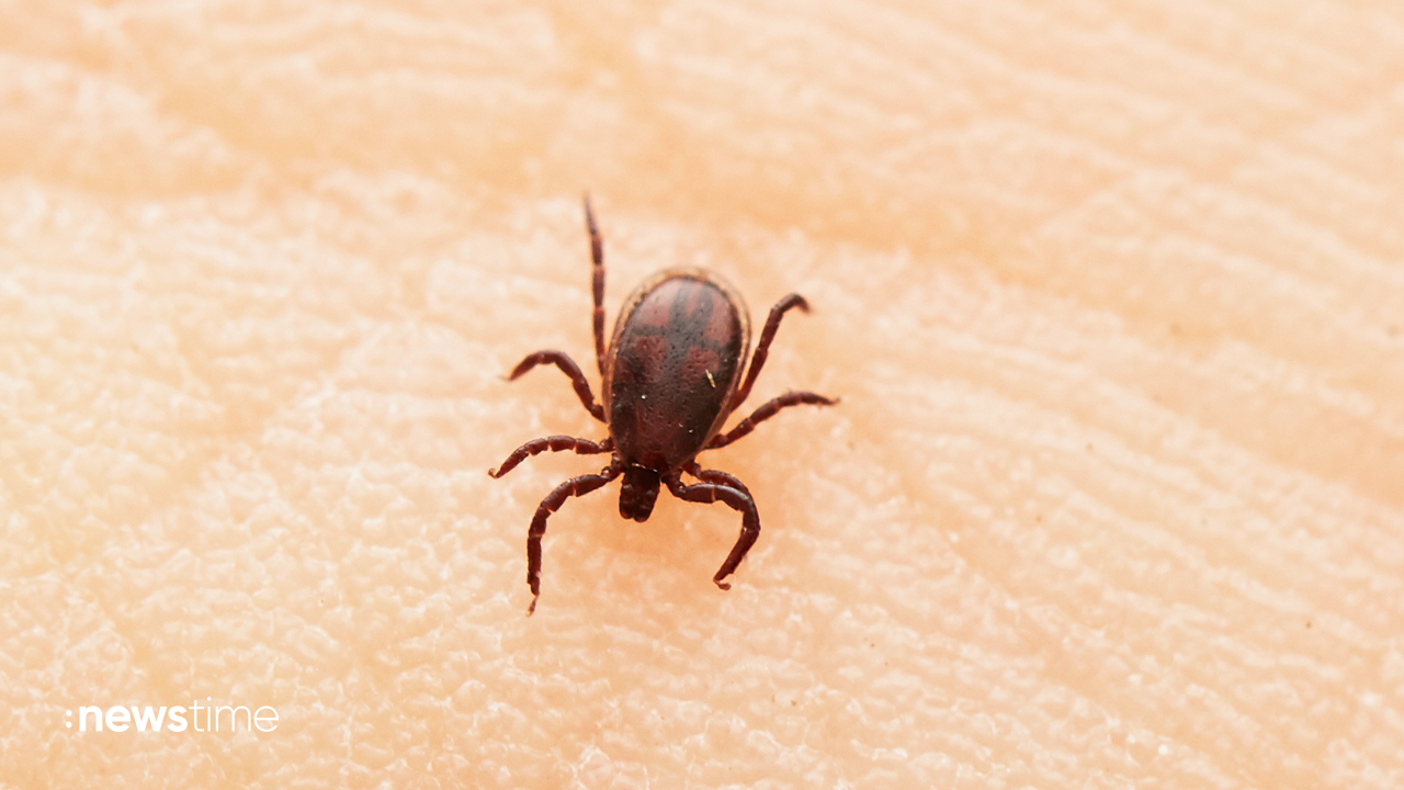 Tick Season: Staying Safe in the Summer