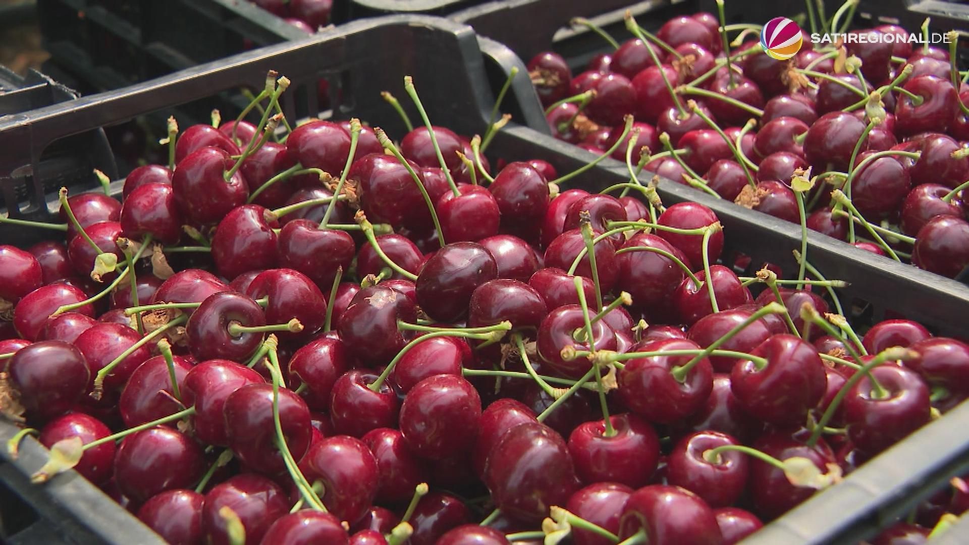 Sweet Cherry Harvest in Lower Saxony