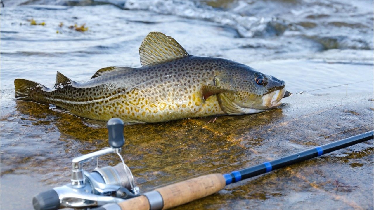 „Hochdramatische“ Entdeckung in der Ostsee