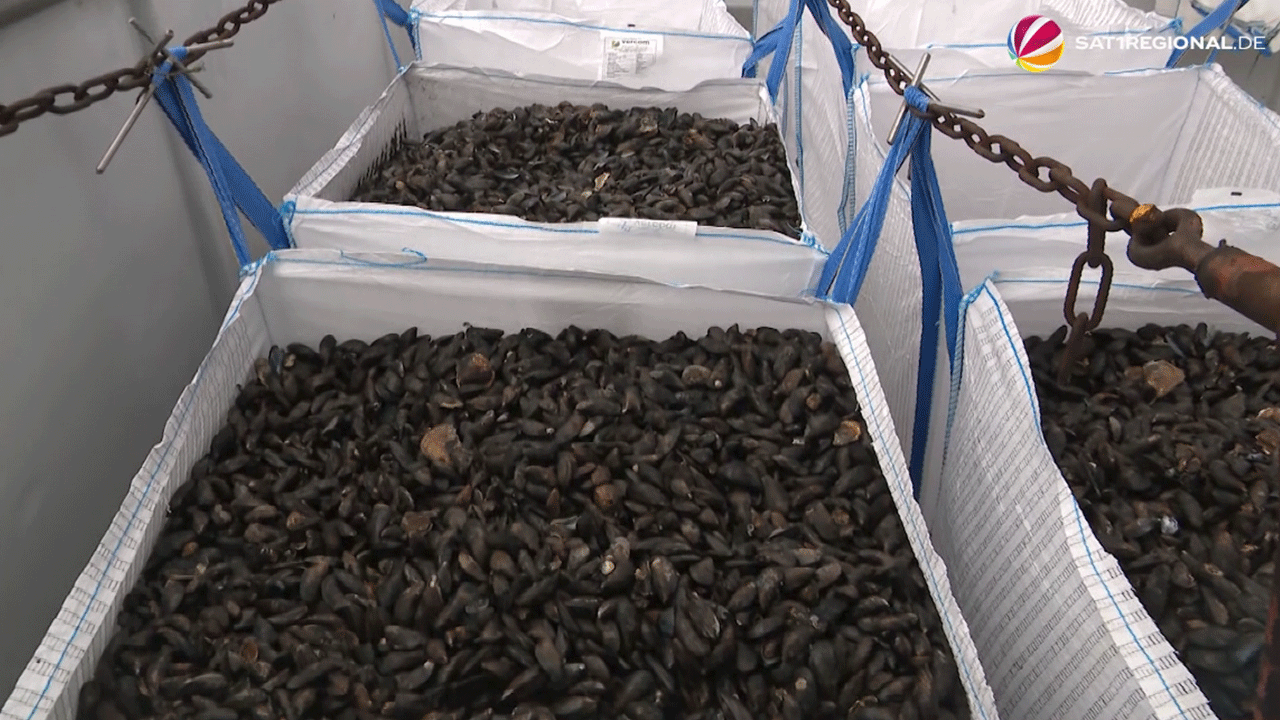 Video: Muschelfischer im Nationalpark Wattenmeer: Fischerei bis 2043 gesichert