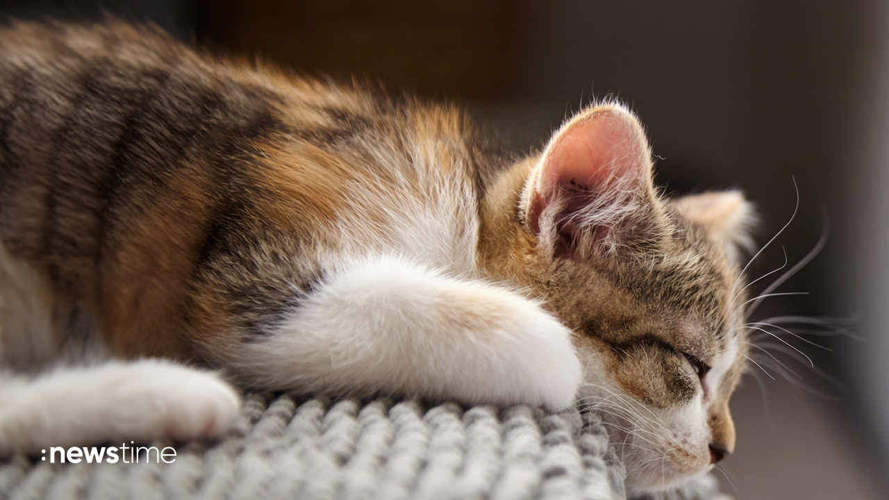 Mysteri-se-Katzenkrankheit-l-sst-Babykatzen-sterben
