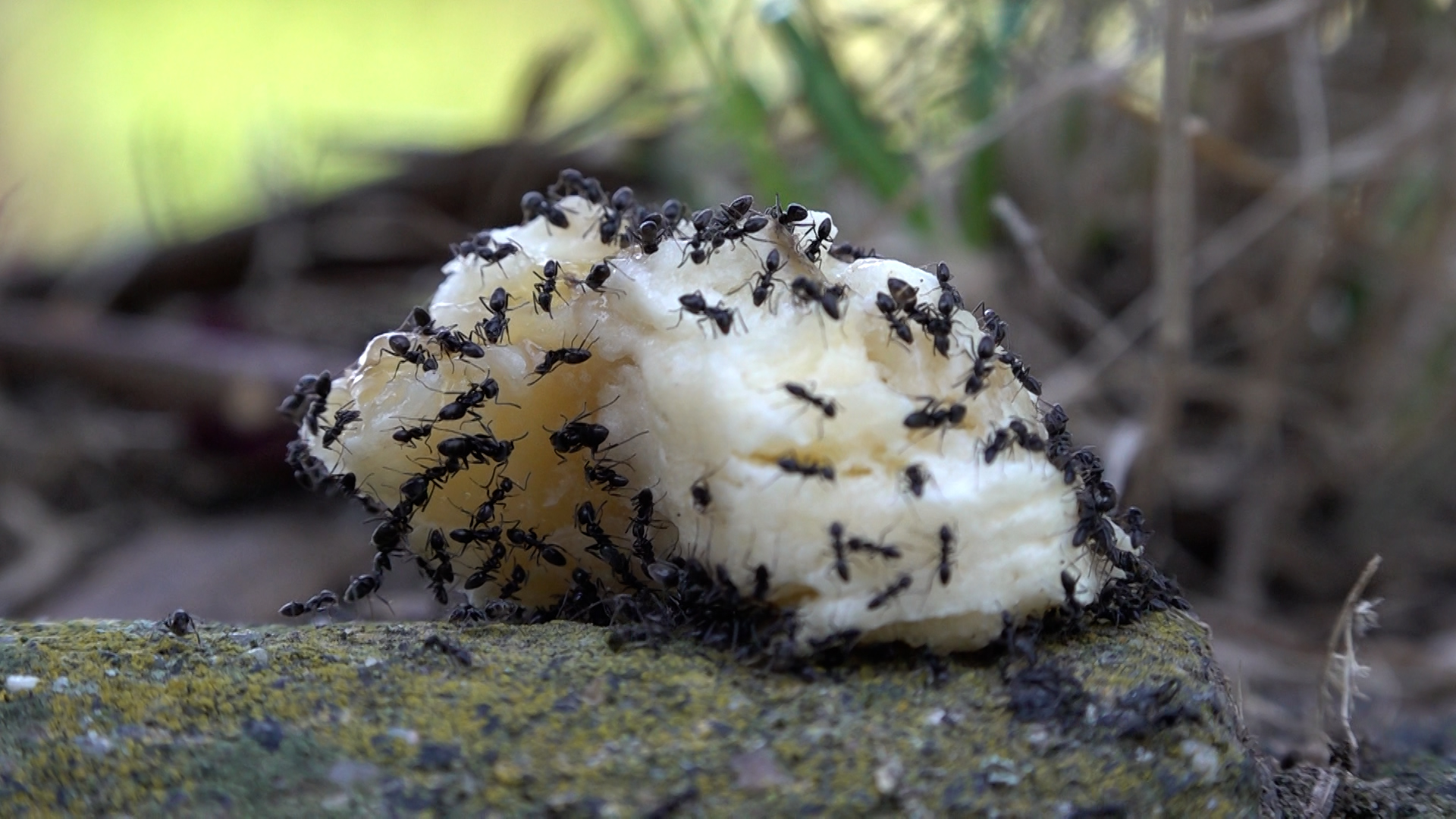 Video: Invasive Ameisenart bedroht Mönchengladbach