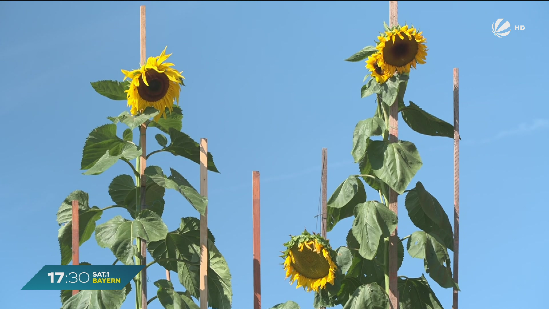 Video: Über sechs Meter hoch? Bayerns größte Sonnenblume