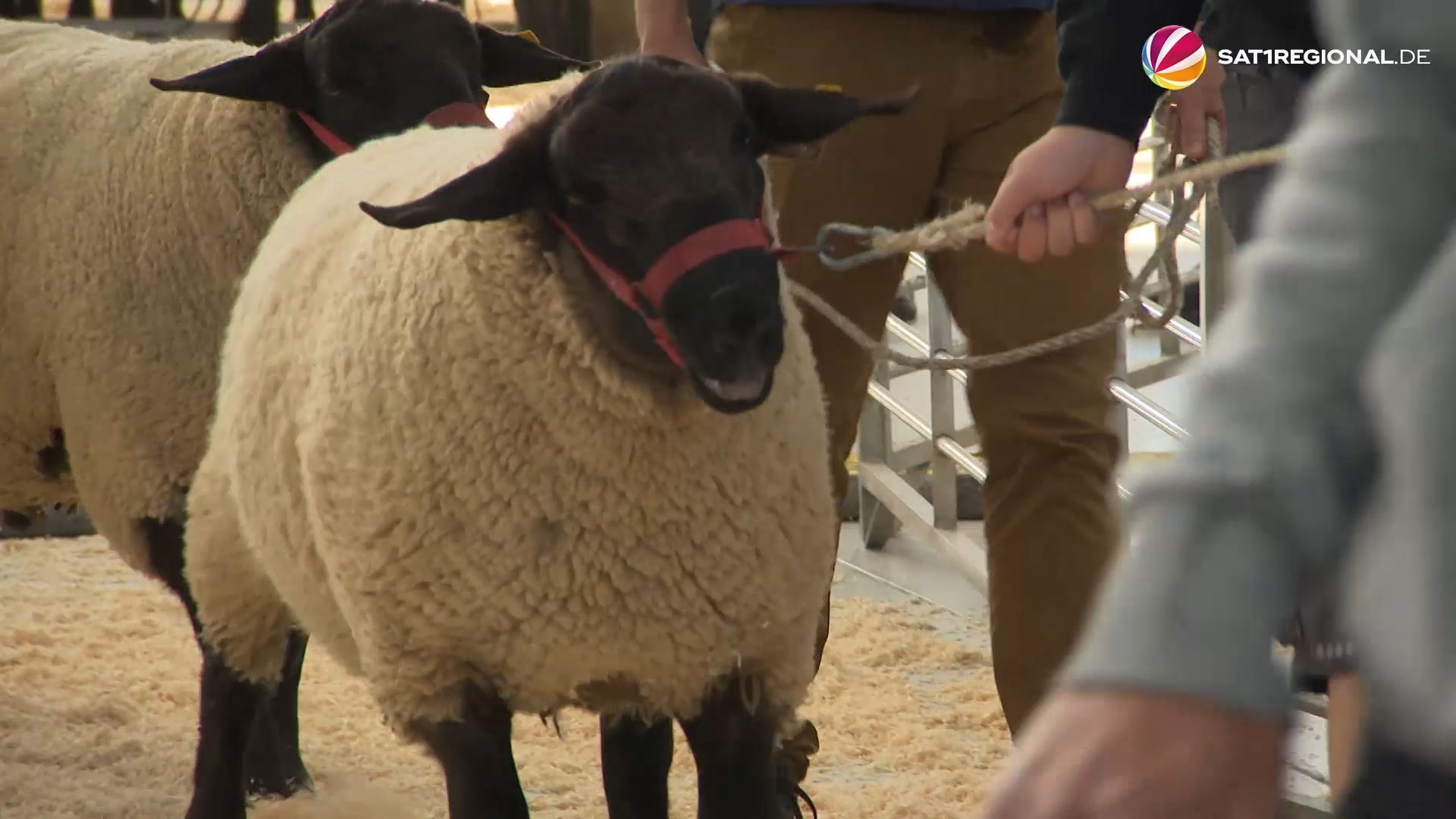 Video: Husumer Schafmarkt startet mit Bock-Auktion