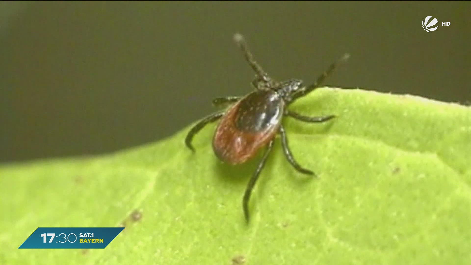 Video: Borreliose-Fälle in Bayern: Über 4.000 Fälle registriert