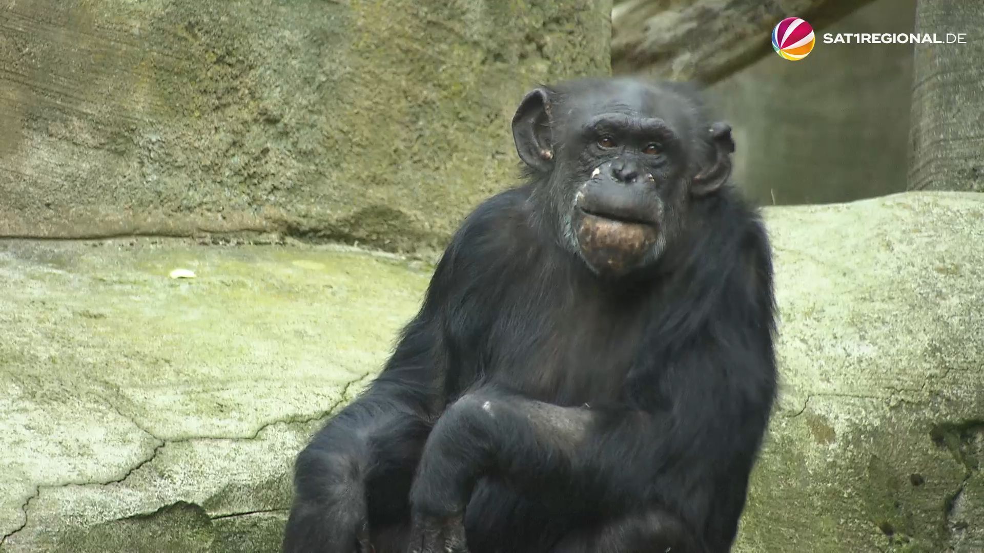 Video: Affenbaby im Zoo eingeschläfert: Fall aus Bremerhaven wird jetzt geprüft