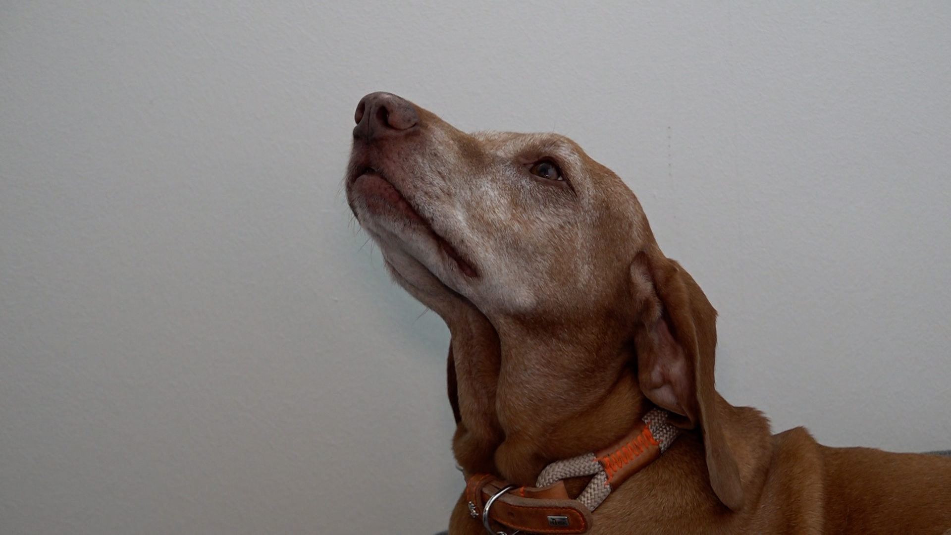 Video: Hunde im Büro bei Hunter Bielefeld