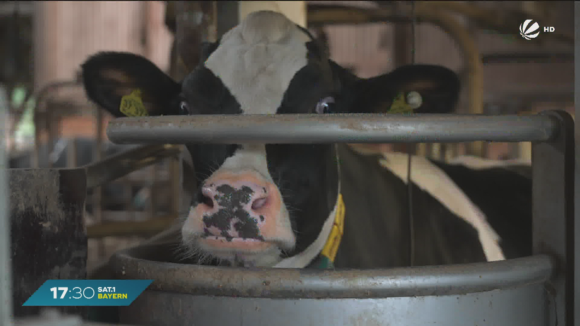 Video: Kuh-Milch zum Heizen? Gemeinde in Oberbayern ist Vorreiter