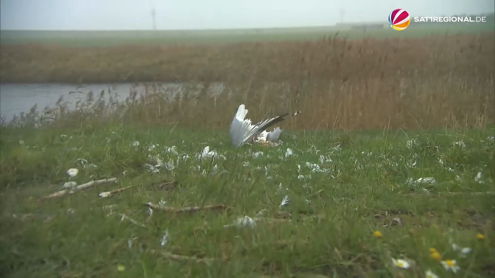 Video: Warnung vor Vogelgrippe in Niedersachsen
