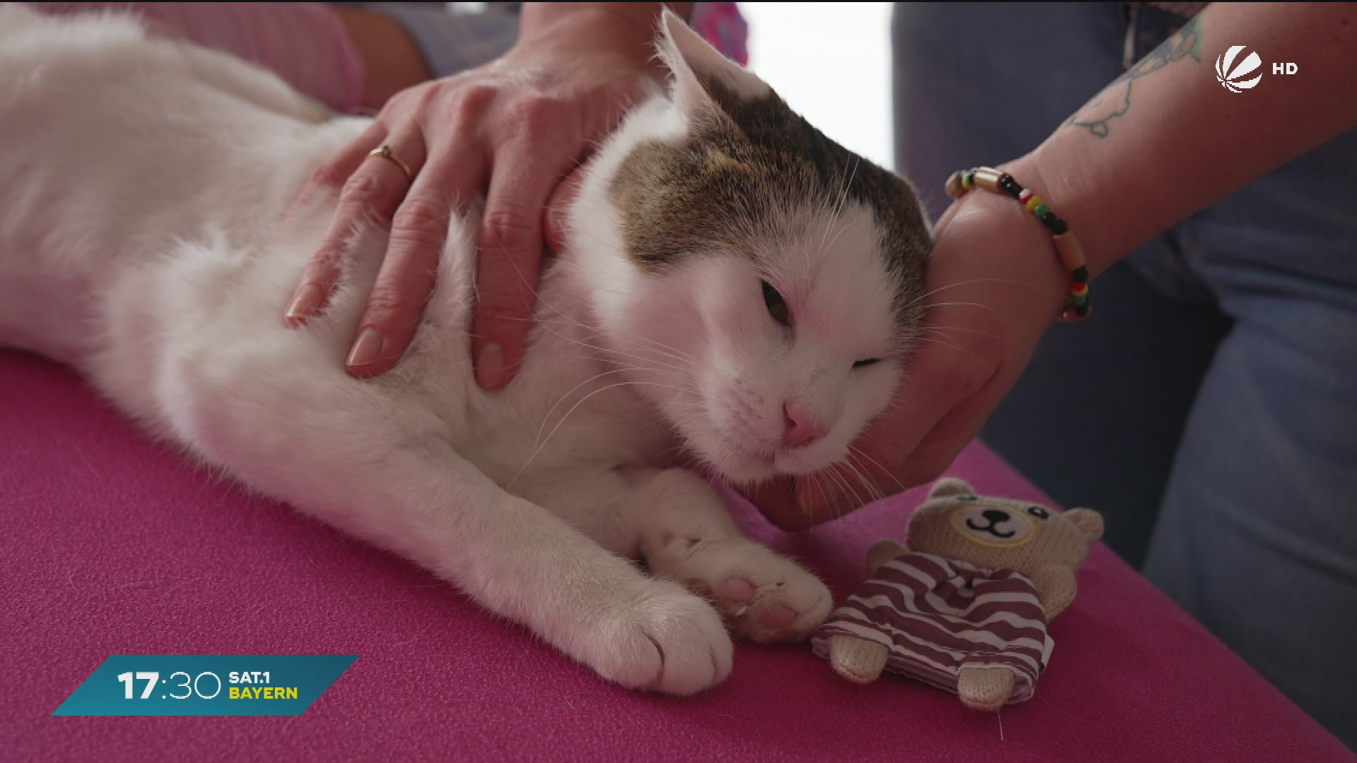 Video: Zweite Chance für Kater Alber: Tier-Physiotherapeutin rettet Katze das Leben