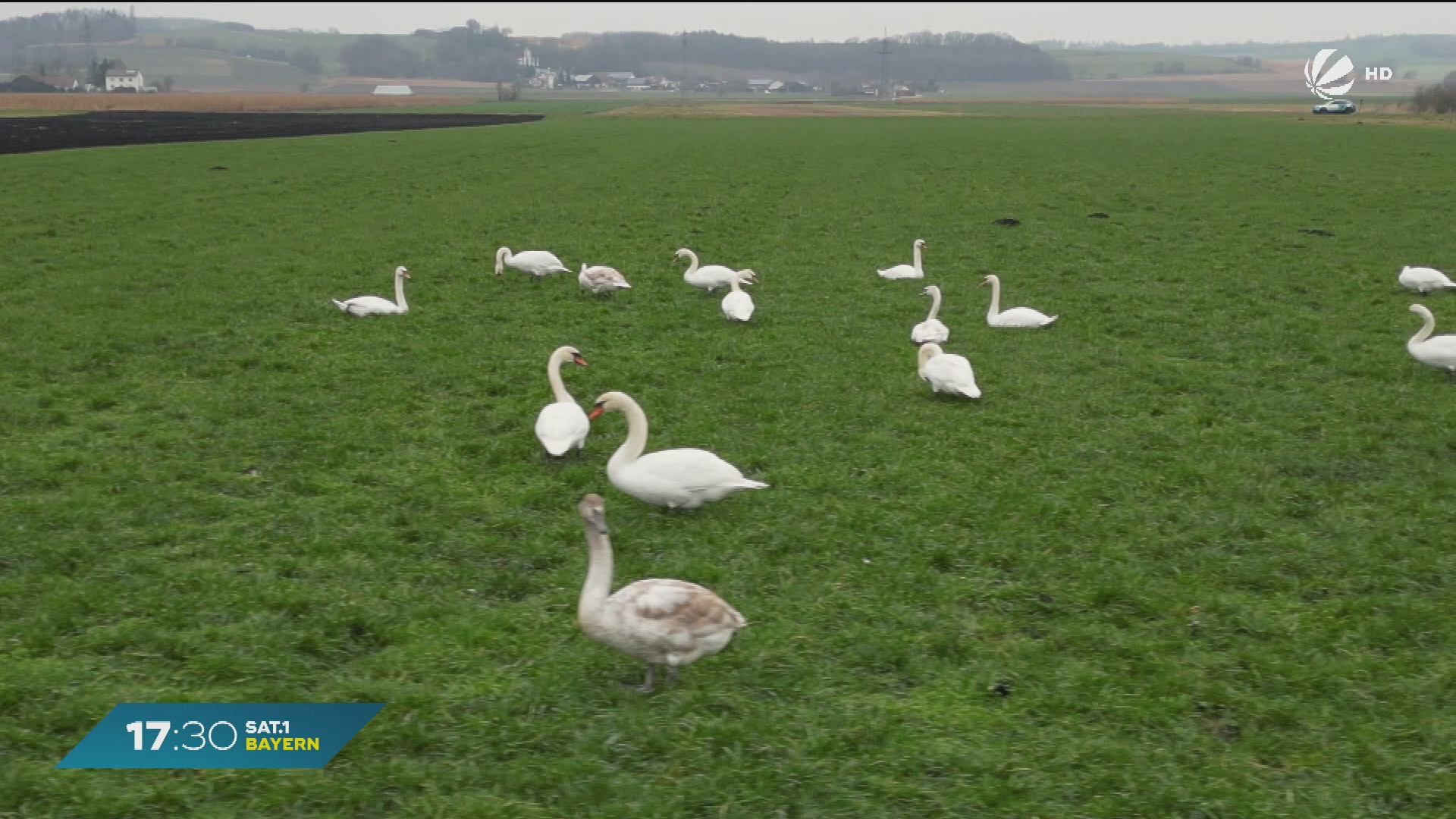 Video: Wachsende Vogelgrippe-Gefahr in Bayern: Das sollten Sie beachten