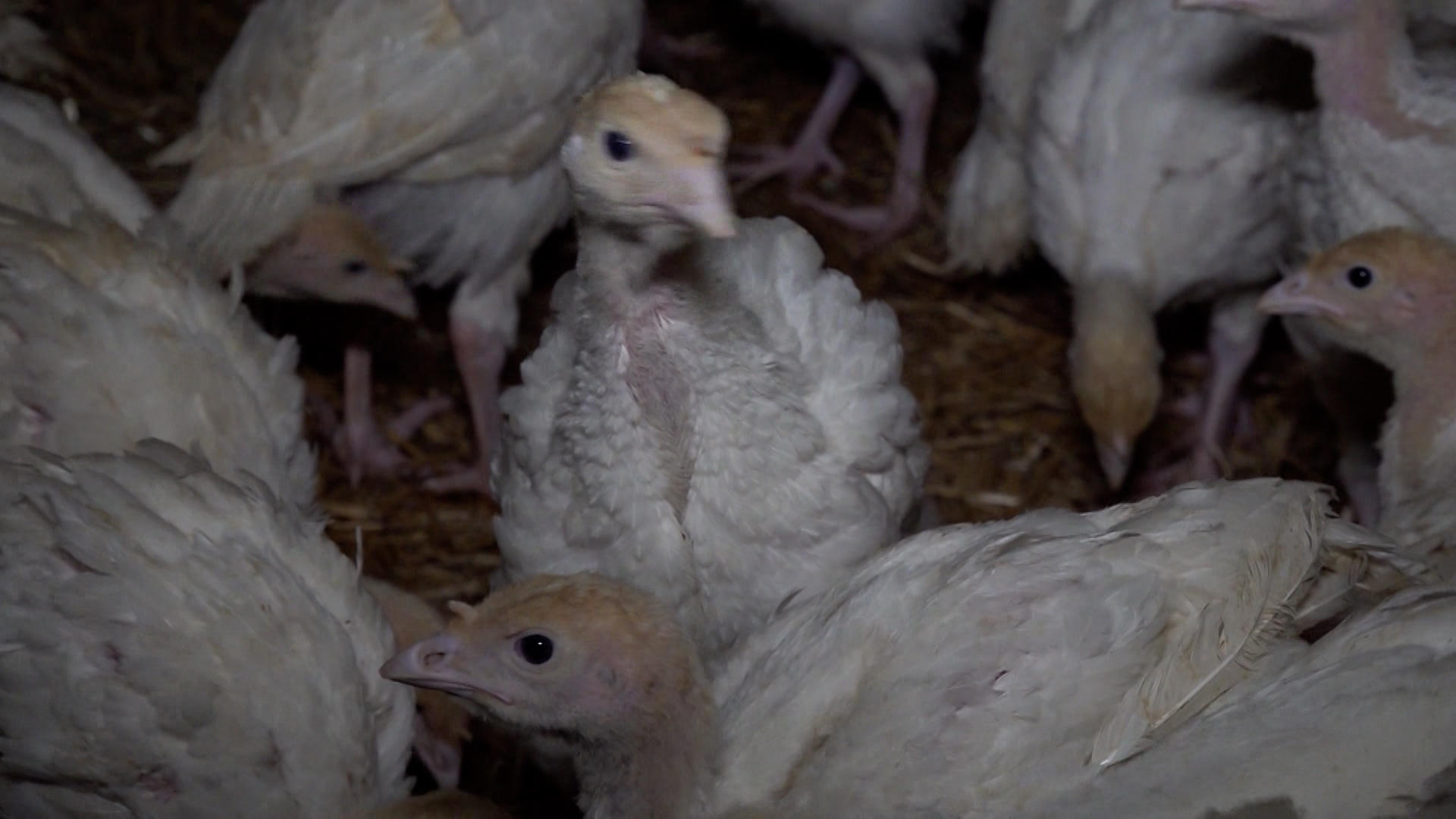 Video: Vogelgrippe zwingt zu Stallpflicht in NRW