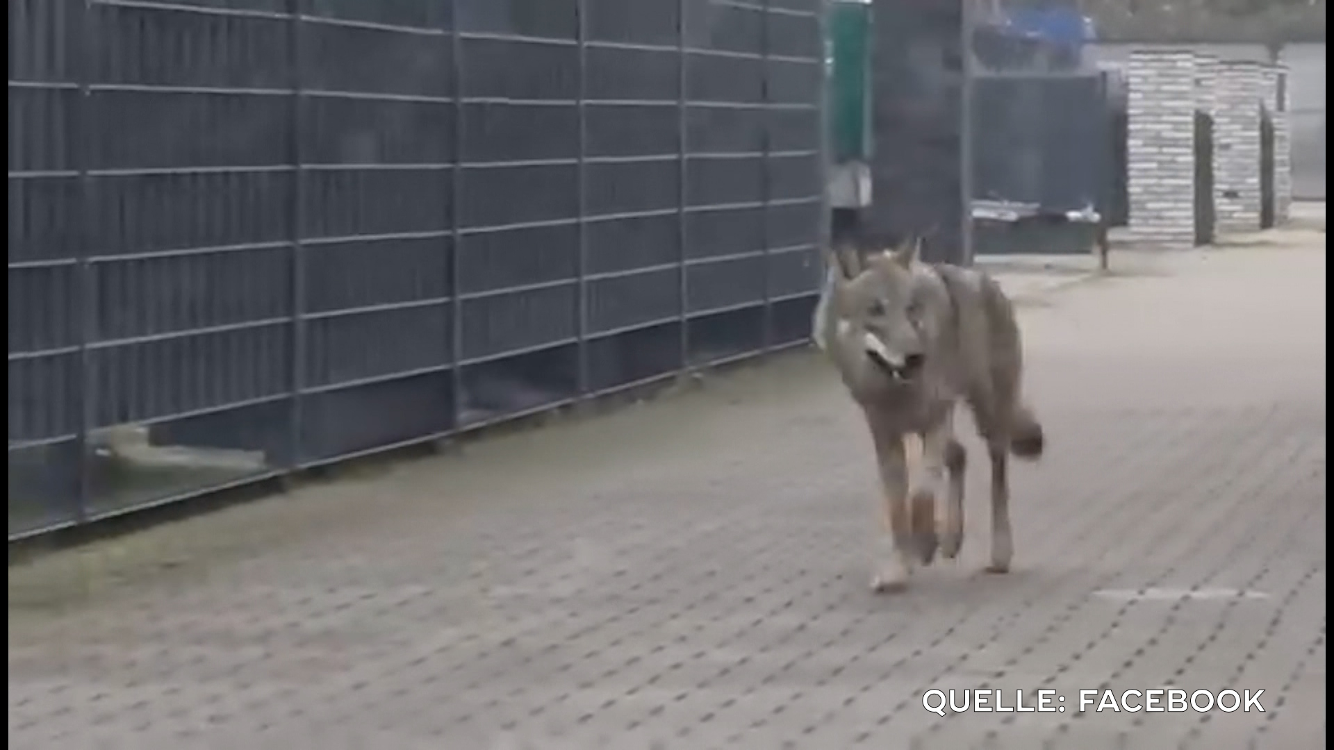 Video: Wolf schlendert durch Greven