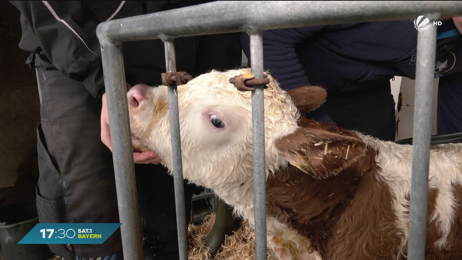 Tierschutzskandale in Bayern: Grünen fordern besseren Tierschutz