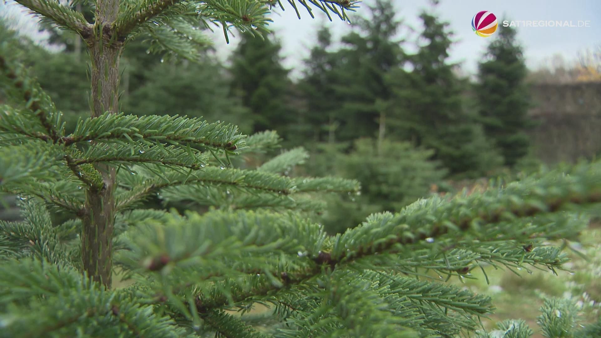 Many Christmas trees in Lower Saxony more expensive