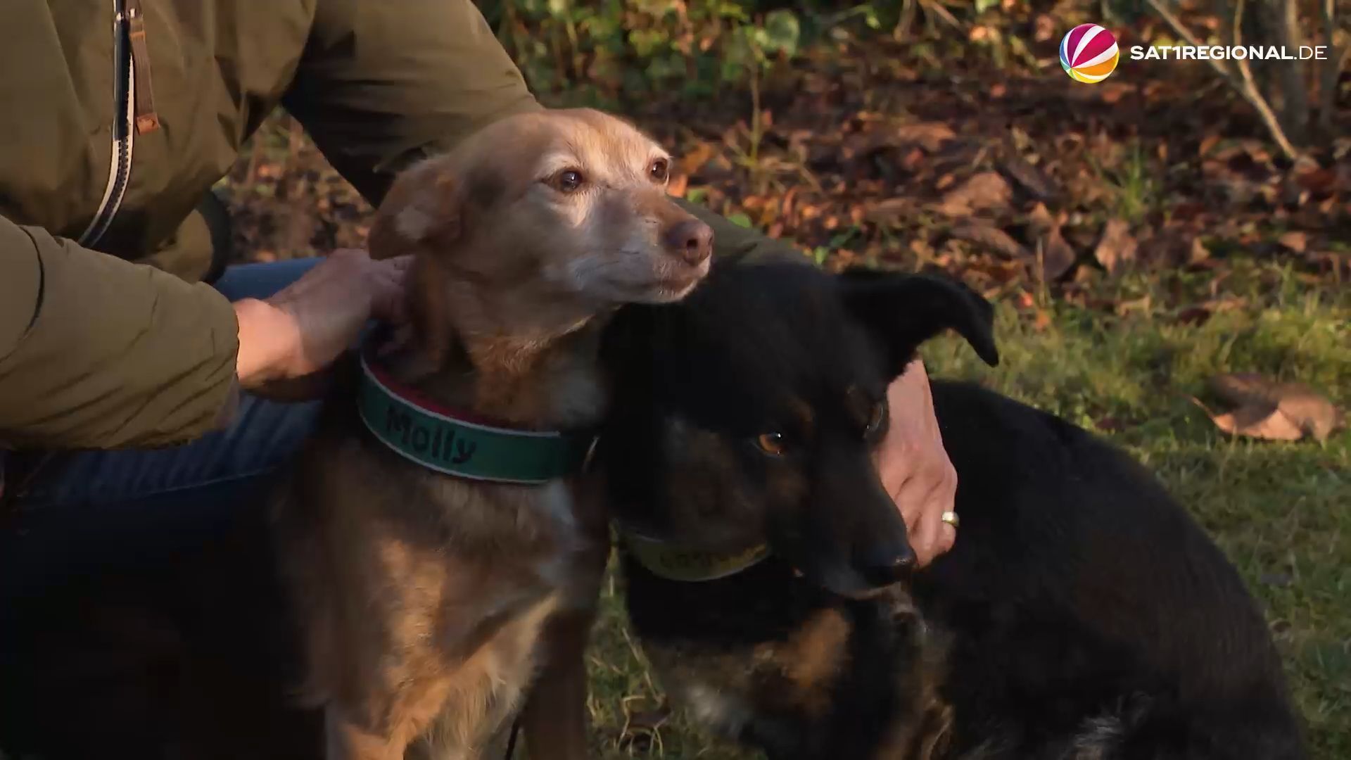 Video: Hunde sorgen für Rettung von 92-Jährigem in Celle